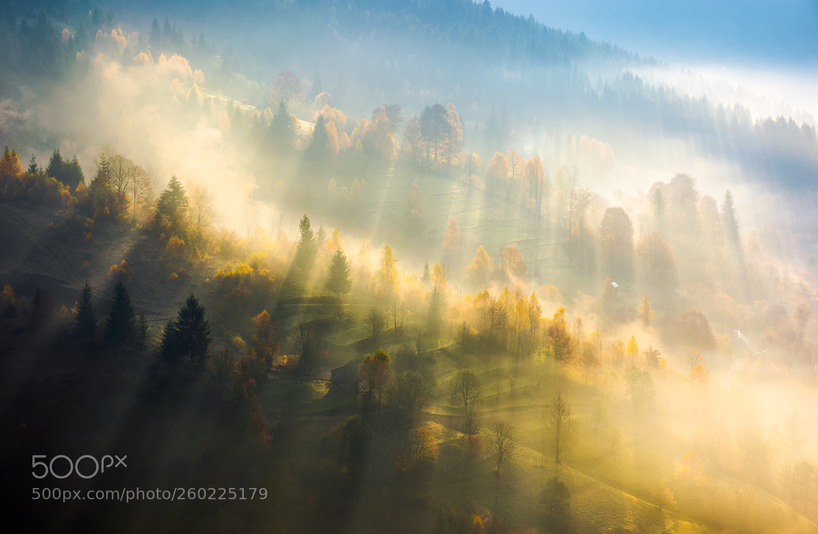 Nikon D7100 sample photo. Fog over the forest photography