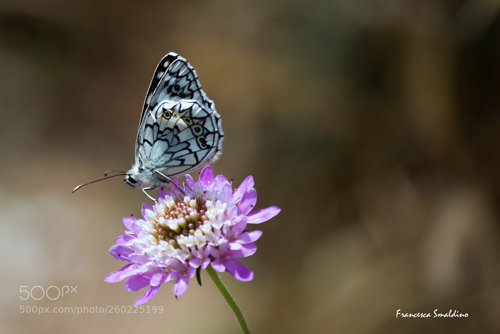 Canon EOS 100D (EOS Rebel SL1 / EOS Kiss X7) sample photo. Melanargia arge photography