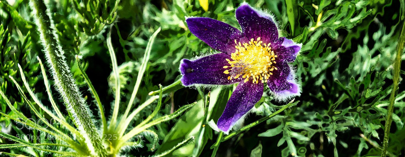 Sony ILCA-77M2 sample photo. Pasque flower, wind flower photography