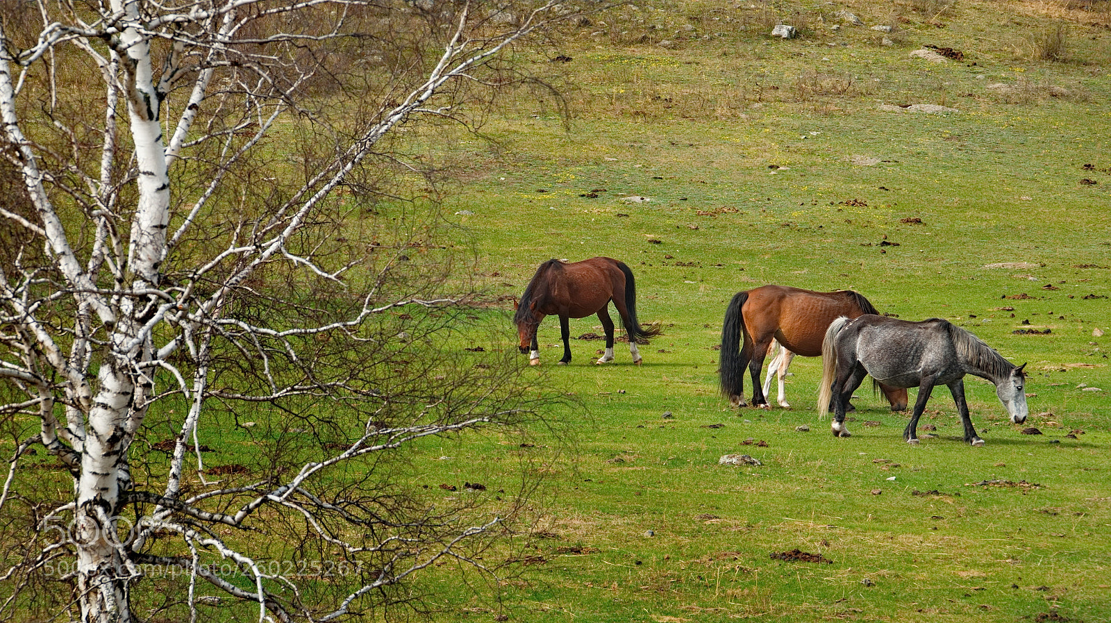 Fujifilm X-T1 sample photo. Russia. horses on the photography