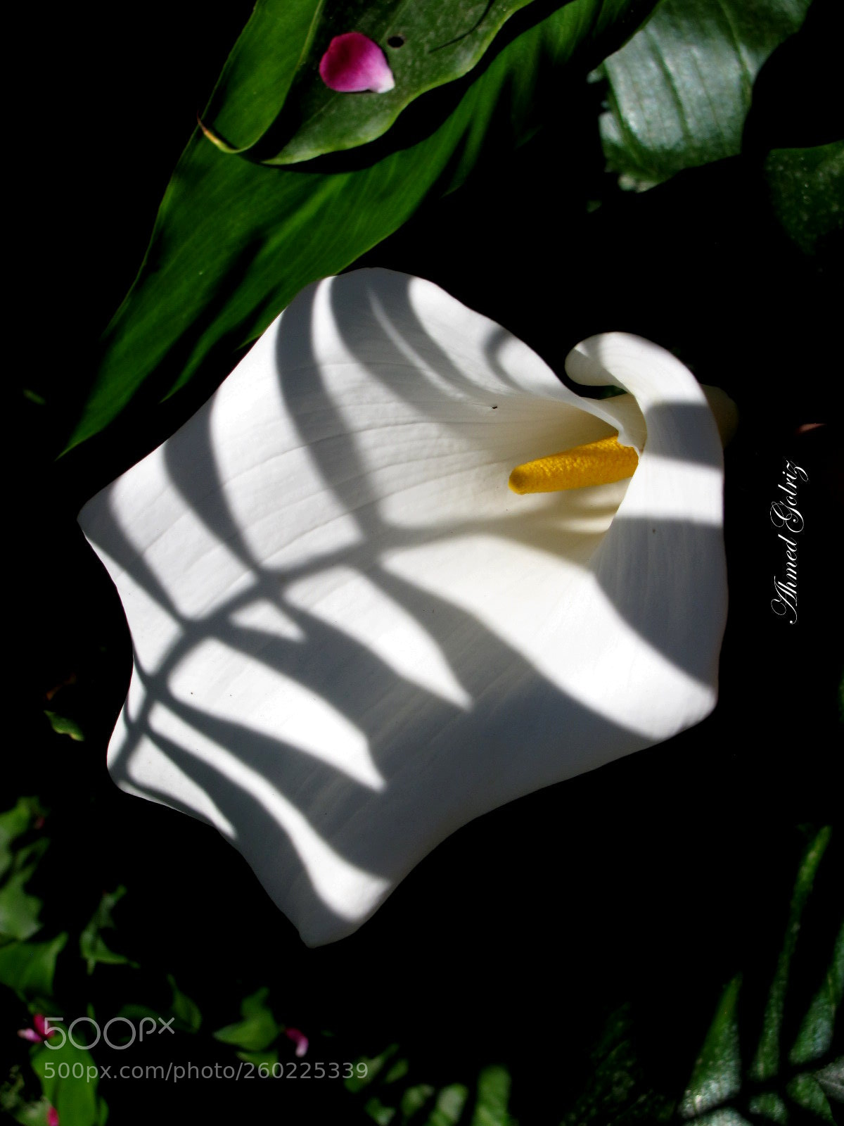Canon PowerShot SX10 IS sample photo. Behesht photography