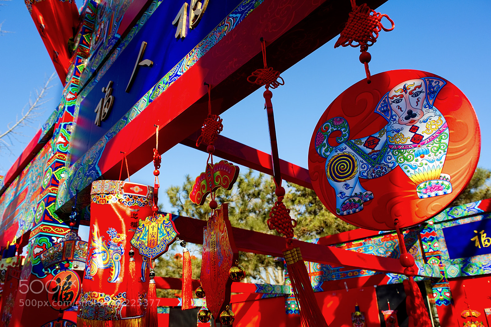 Nikon D5200 sample photo. Year of the dog photography