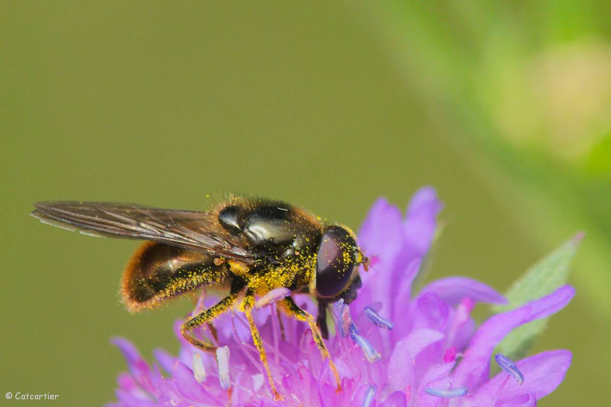 Nikon D750 + Nikon Nikkor AF-S 300mm F4E PF ED VR sample photo. En plein travail photography