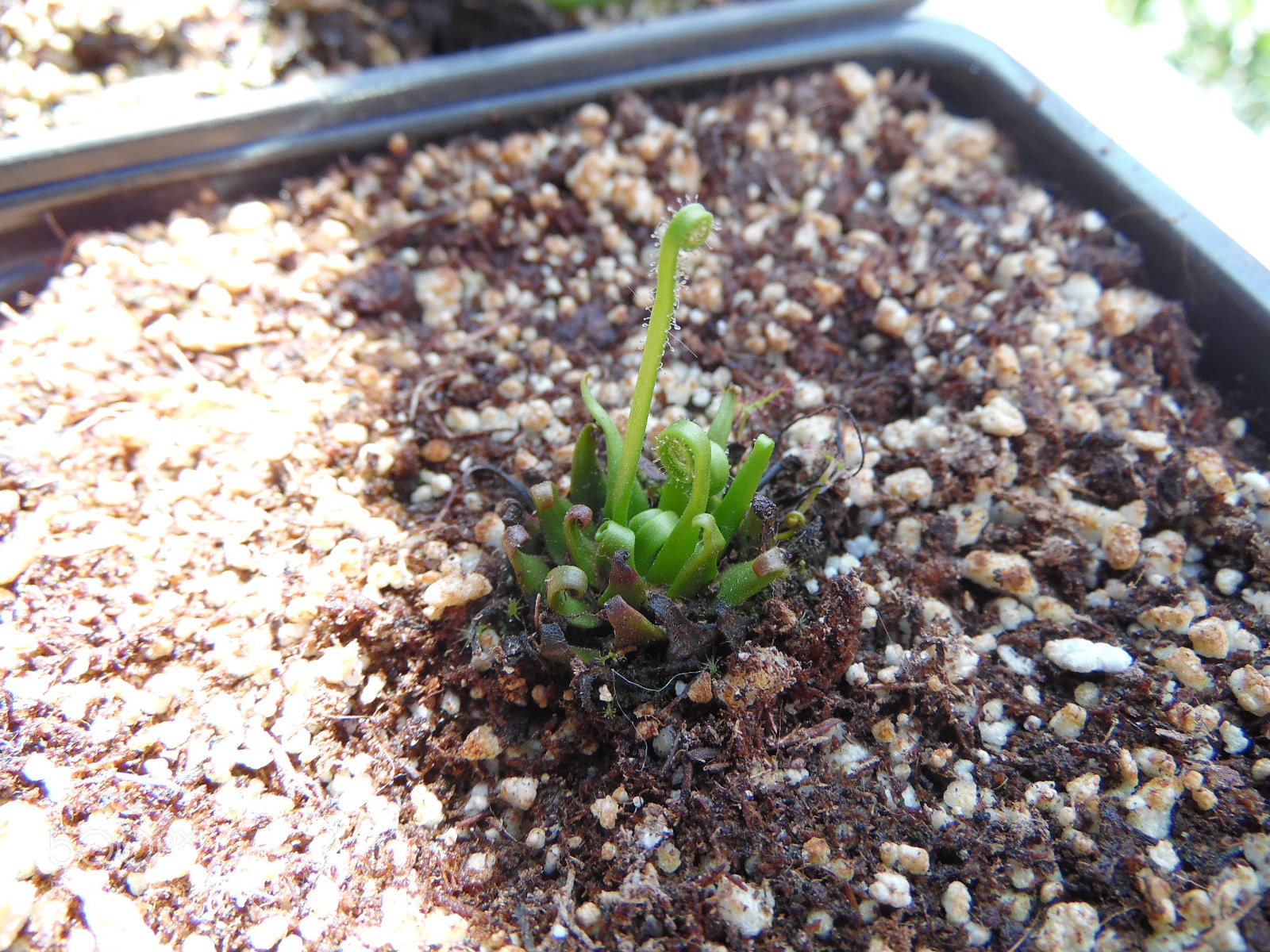 Samsung WB1100F/WB1101F/WB1102F sample photo. Carnivorous plant photography