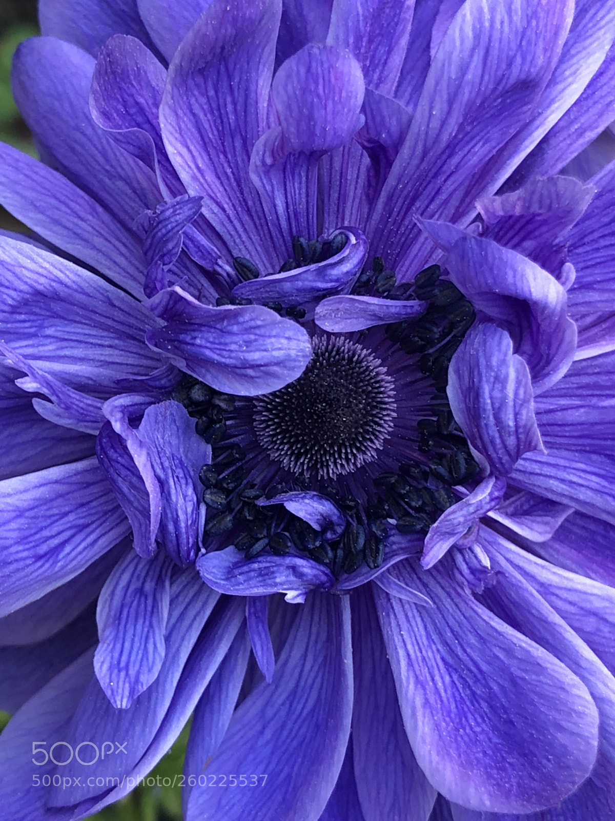 Apple iPhone 8 Plus sample photo. Purplelicious photography