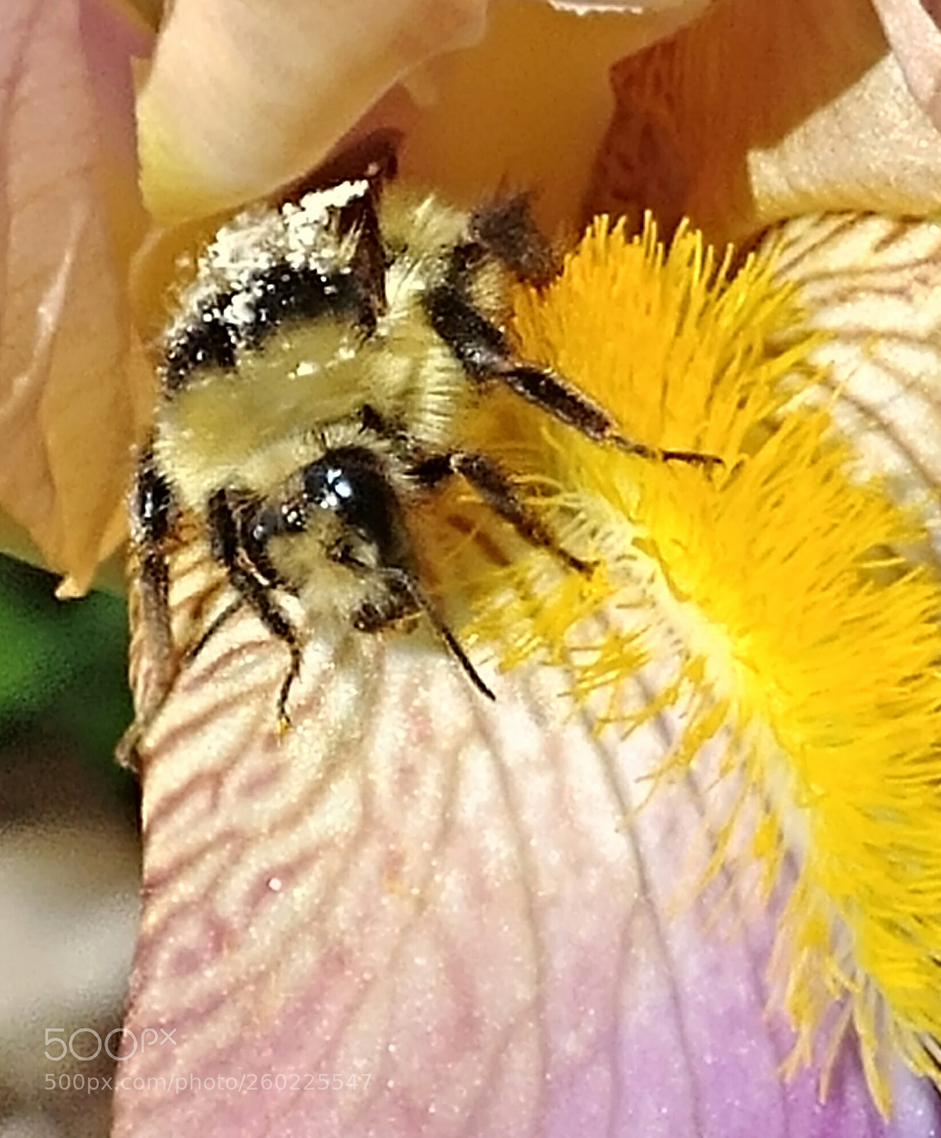 LG G6 sample photo. Bee productive photography