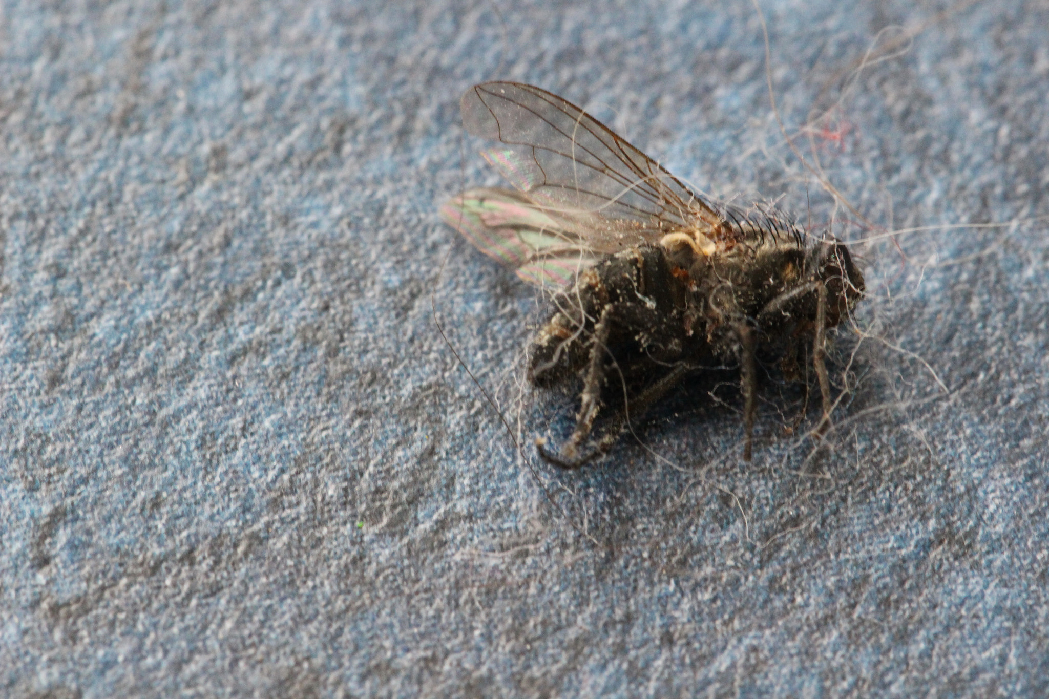 Canon EF 100mm F2.8L Macro IS USM sample photo. Dead fly photography