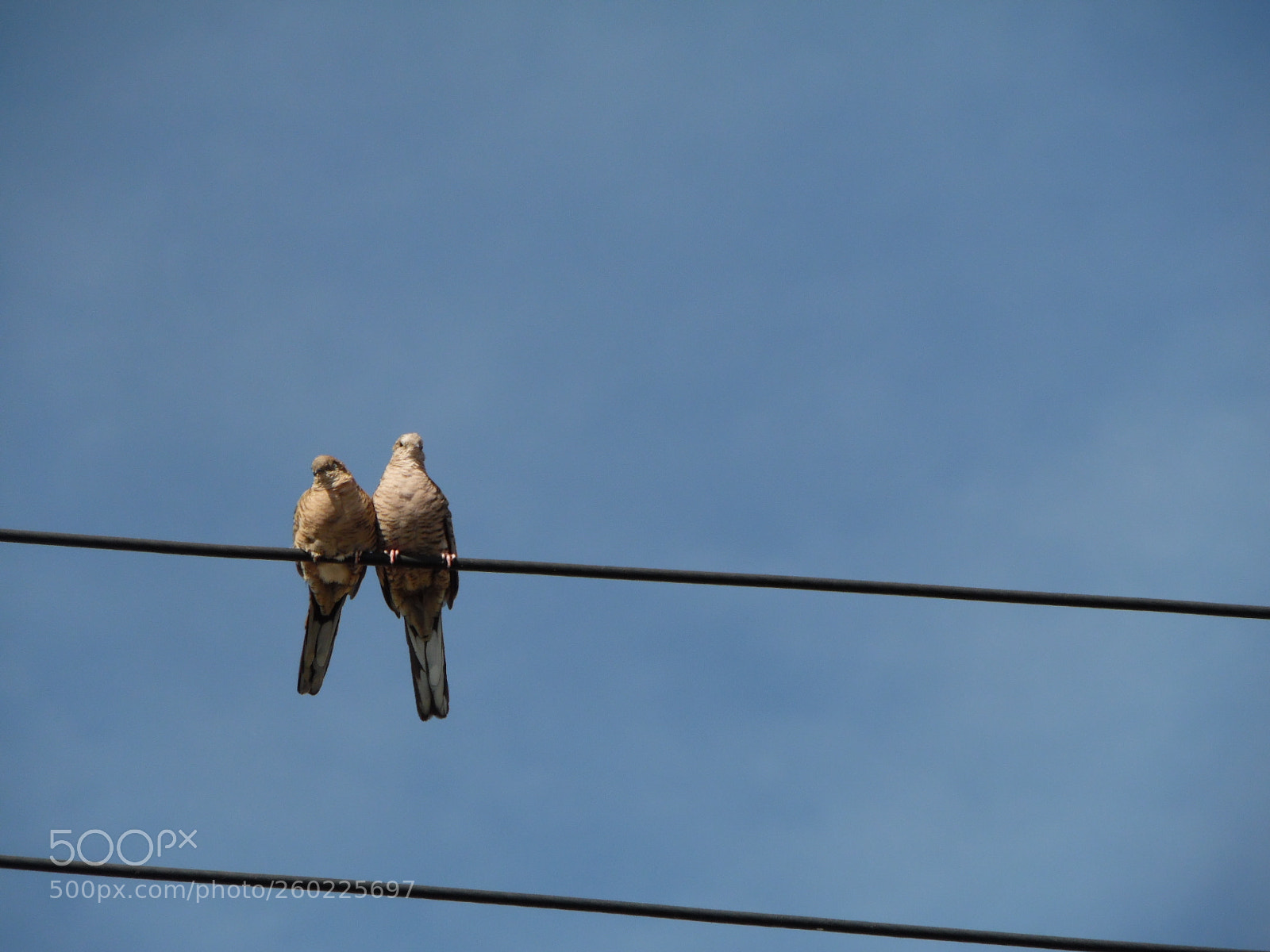 Samsung WB1100F/WB1101F/WB1102F sample photo. Free love photography