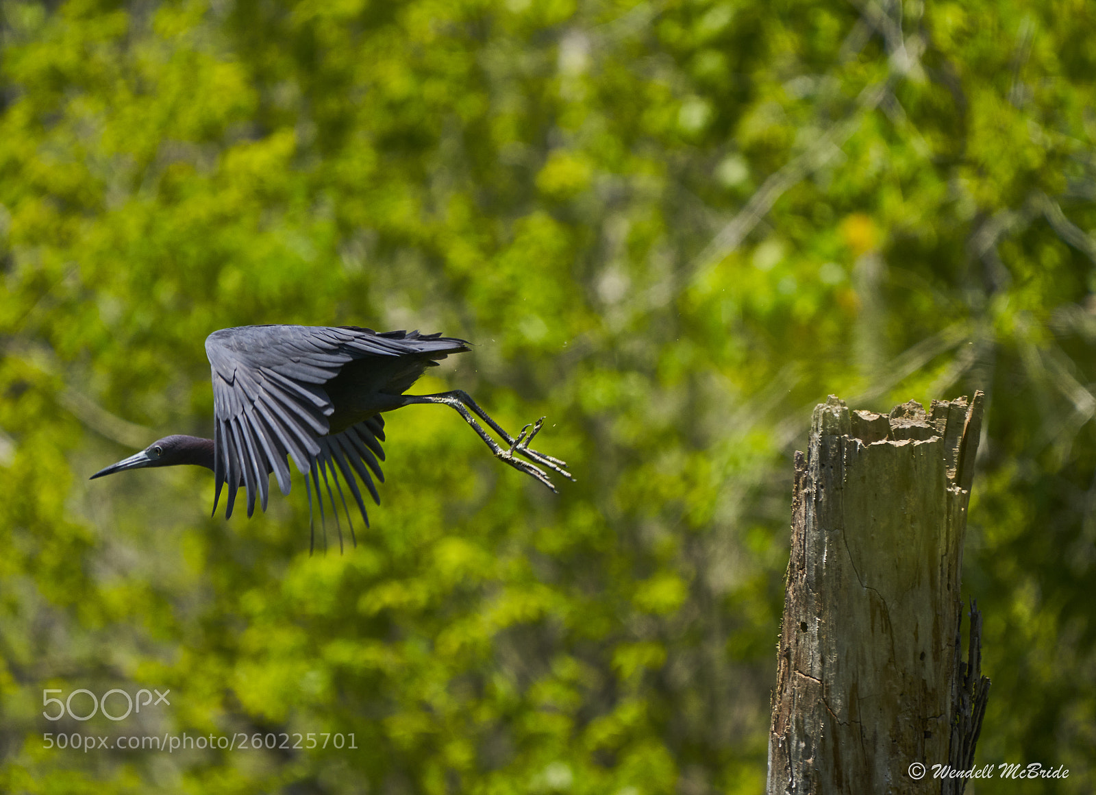 Sony a7R III sample photo. Little blue heron photography