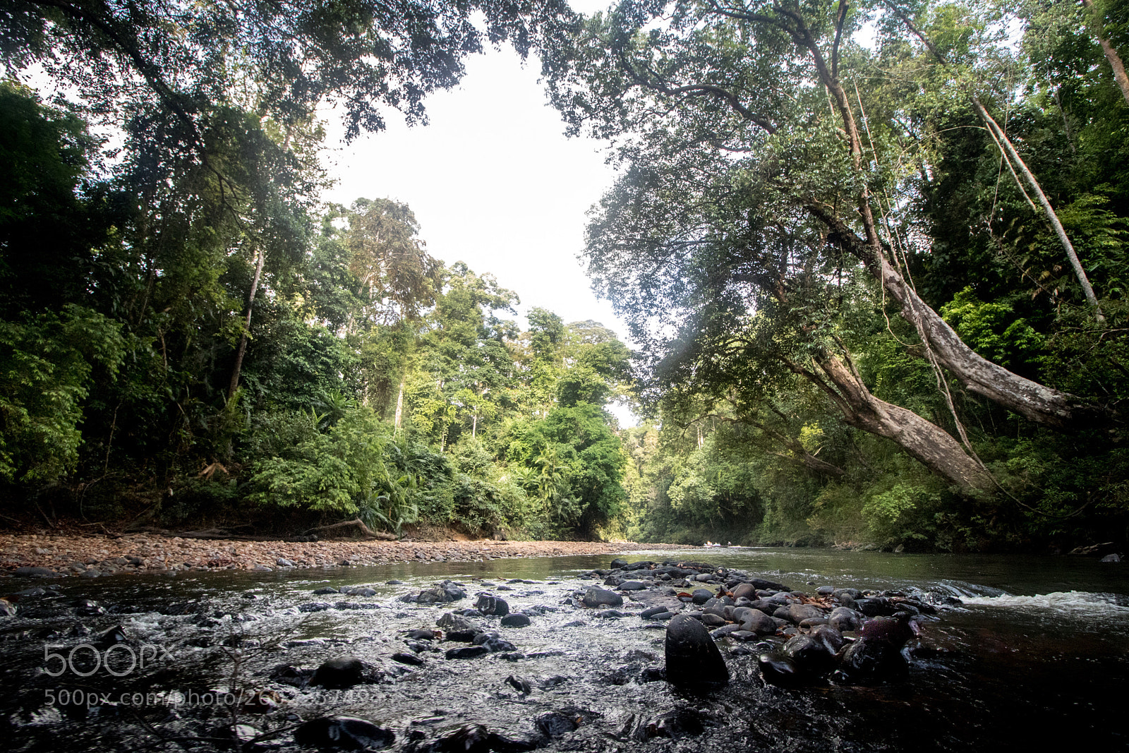 Canon EOS 77D (EOS 9000D / EOS 770D) sample photo. In the rainforests photography
