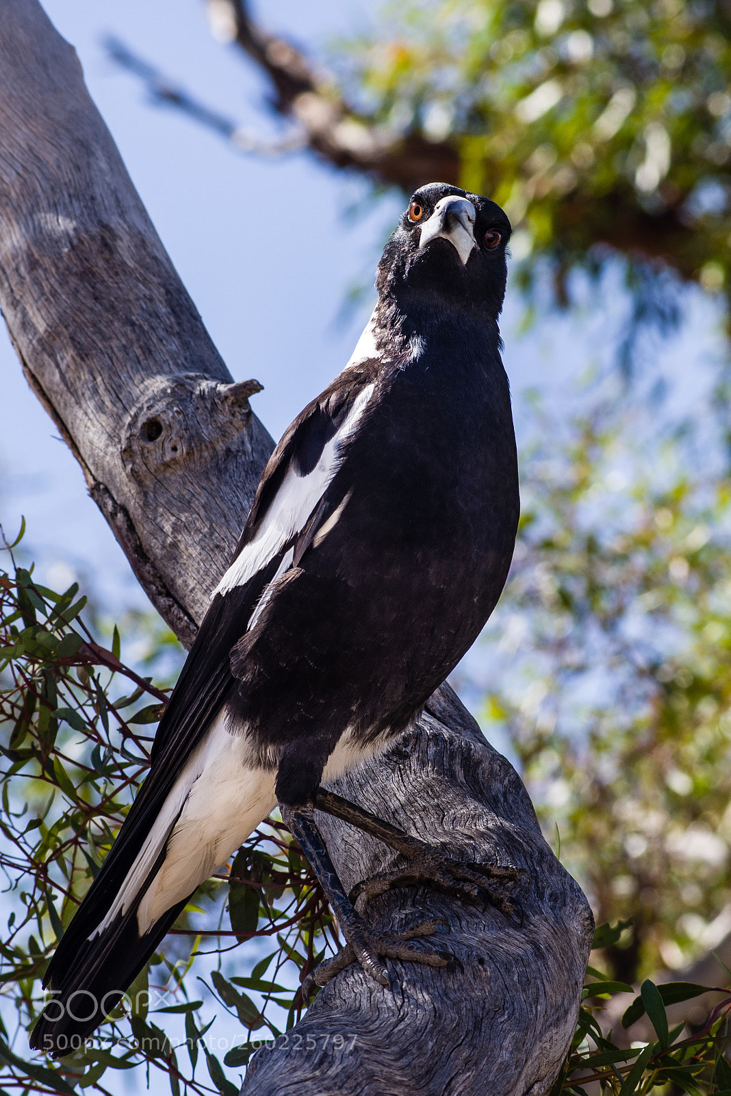 Pentax K-1 sample photo. The watching australian magpie photography