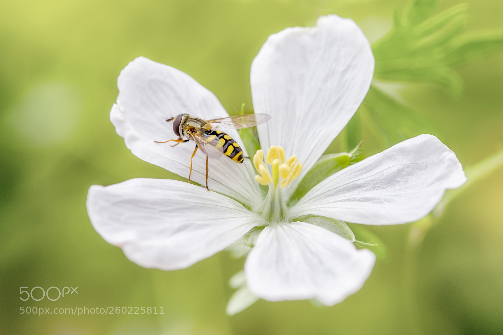 Canon EOS 6D sample photo. Hoverfly and cranesbill photography