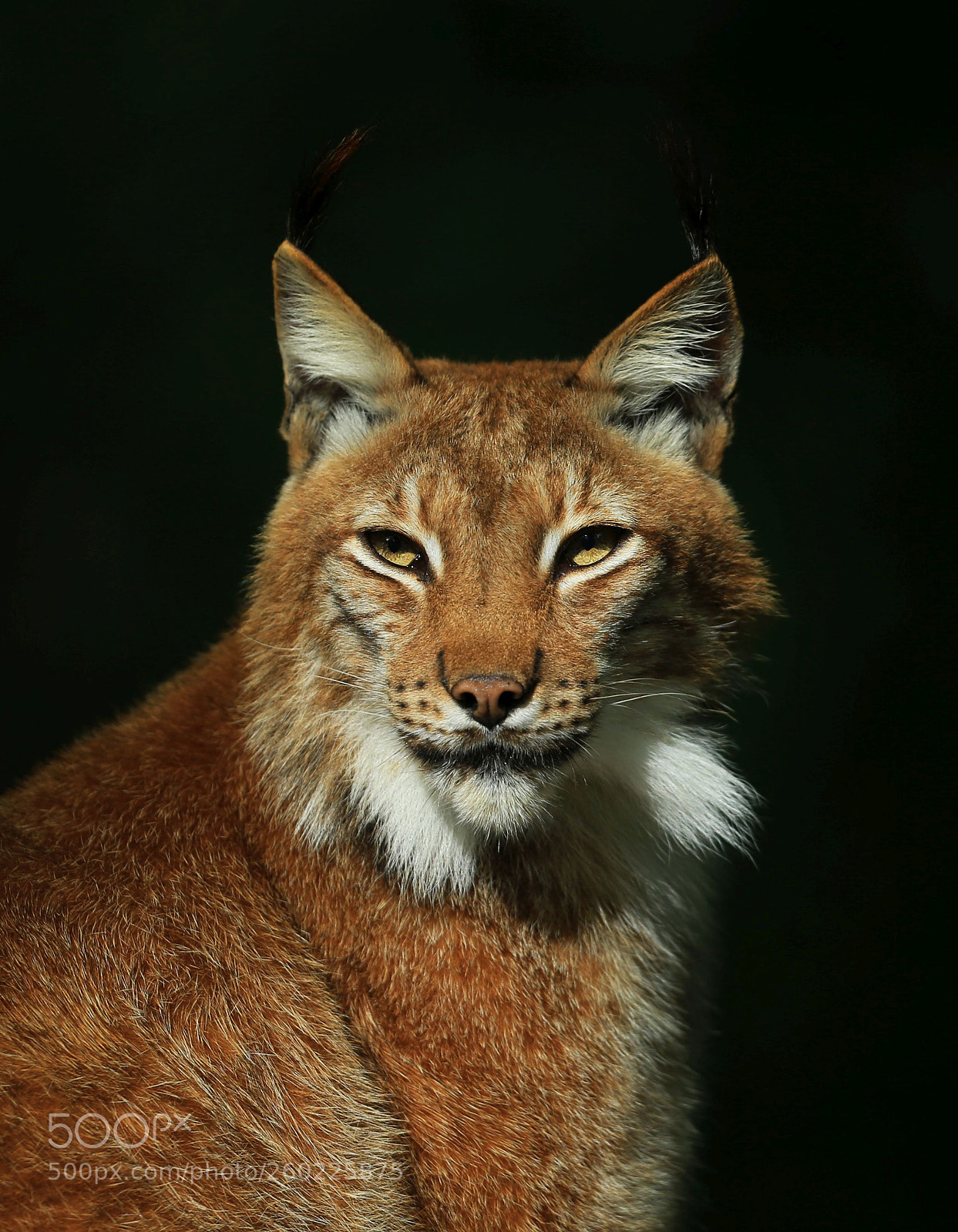 Canon EOS-1D X sample photo. Luchs portrait photography