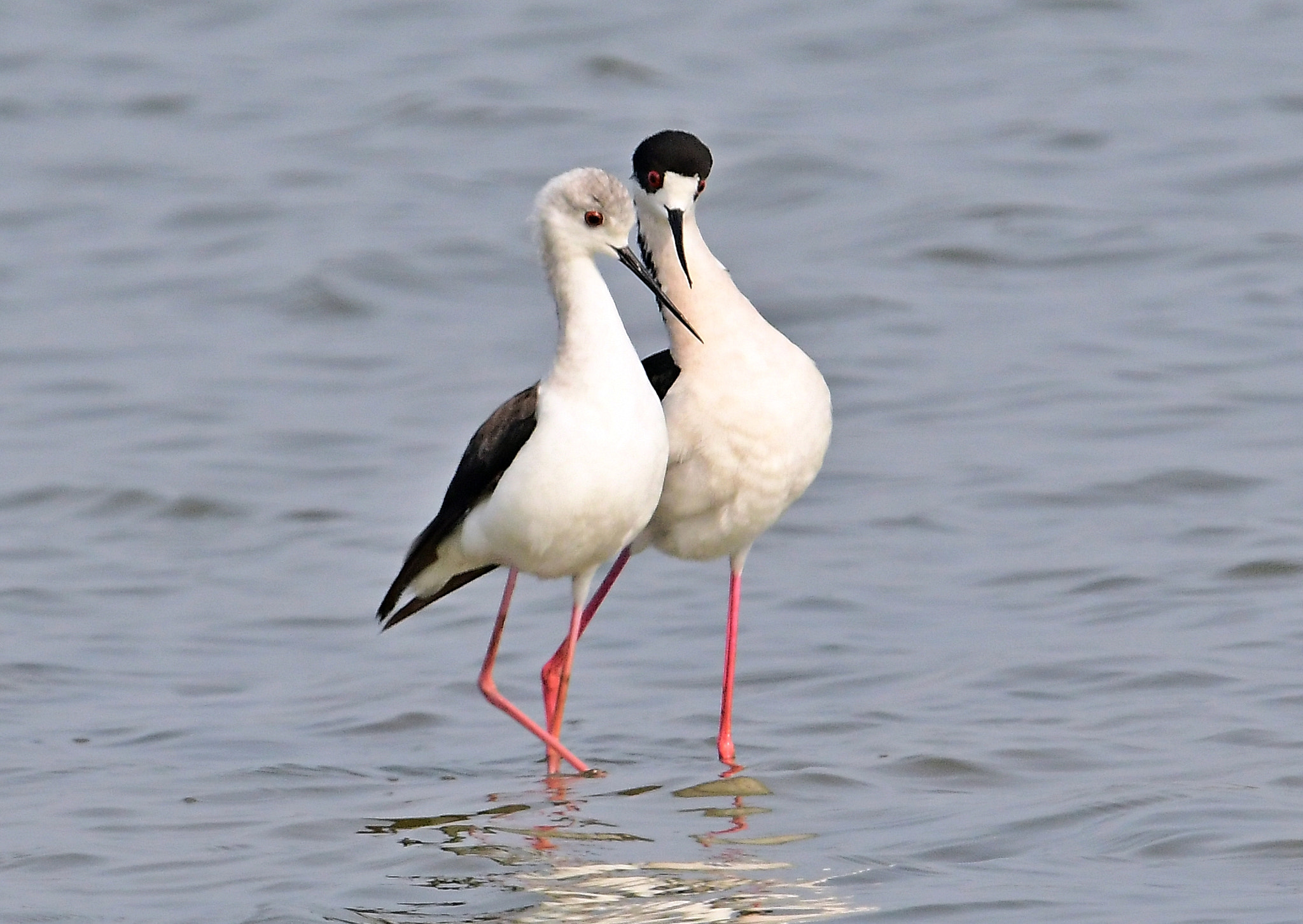 Nikon D500 + Nikon AF-S Nikkor 600mm F4G ED VR sample photo. Black winged stilt photography