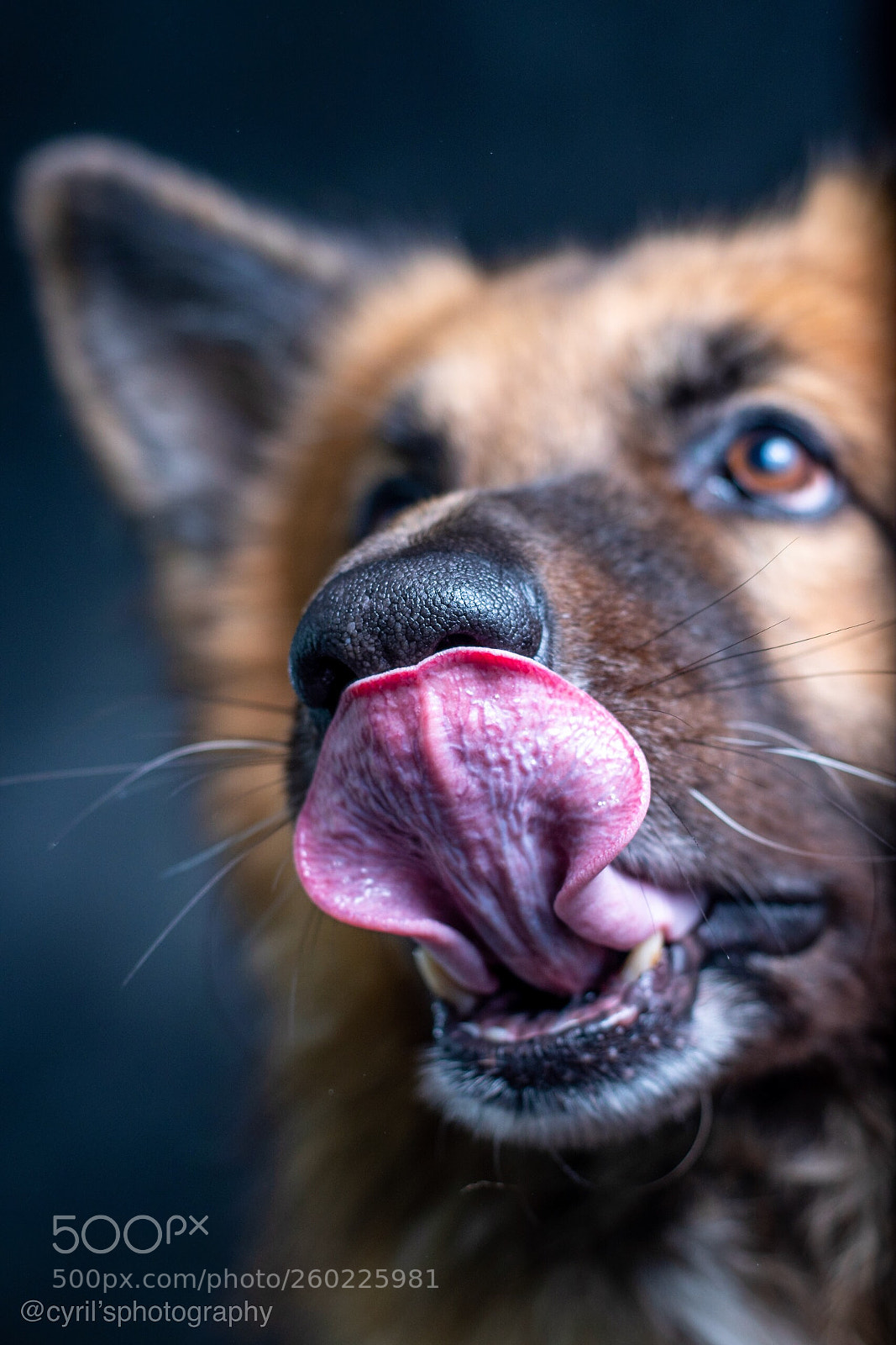 Nikon D5500 sample photo. Long hair german shepherd  photography