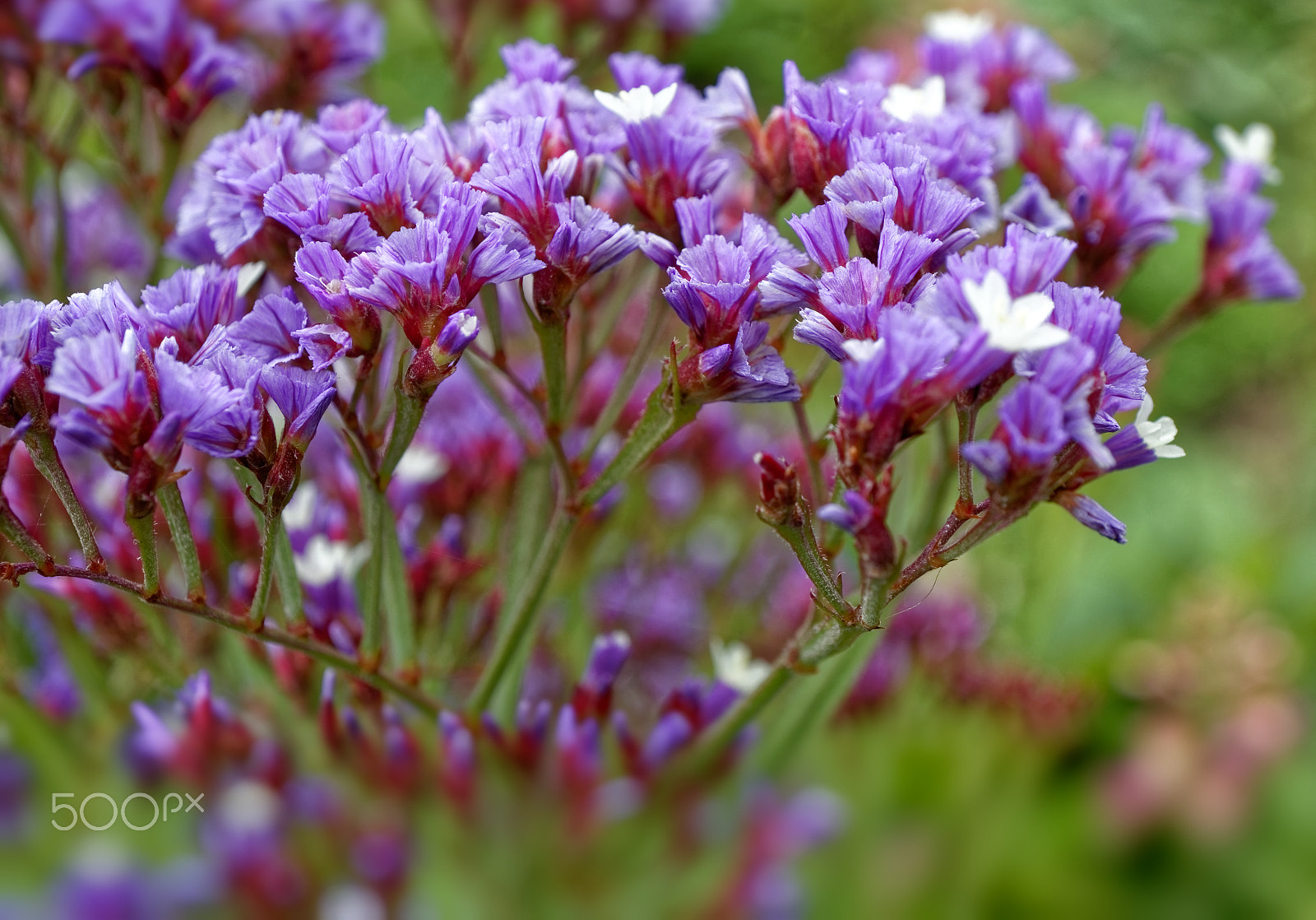 Canon EOS M5 + Canon EF-M 28mm F3.5 Macro IS STM sample photo. Flowers photography