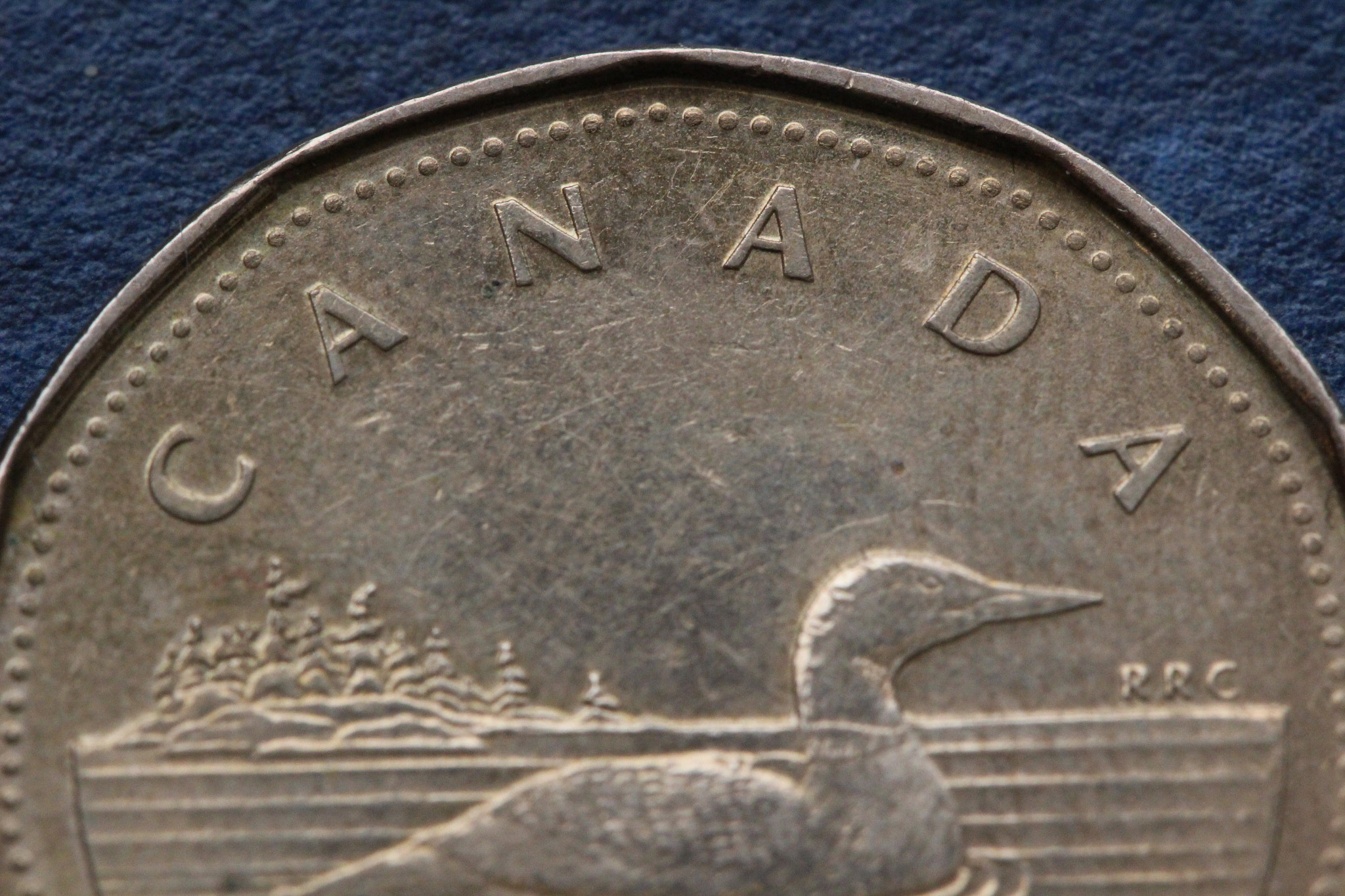 Canon EF 100mm F2.8L Macro IS USM sample photo. One dollar photography