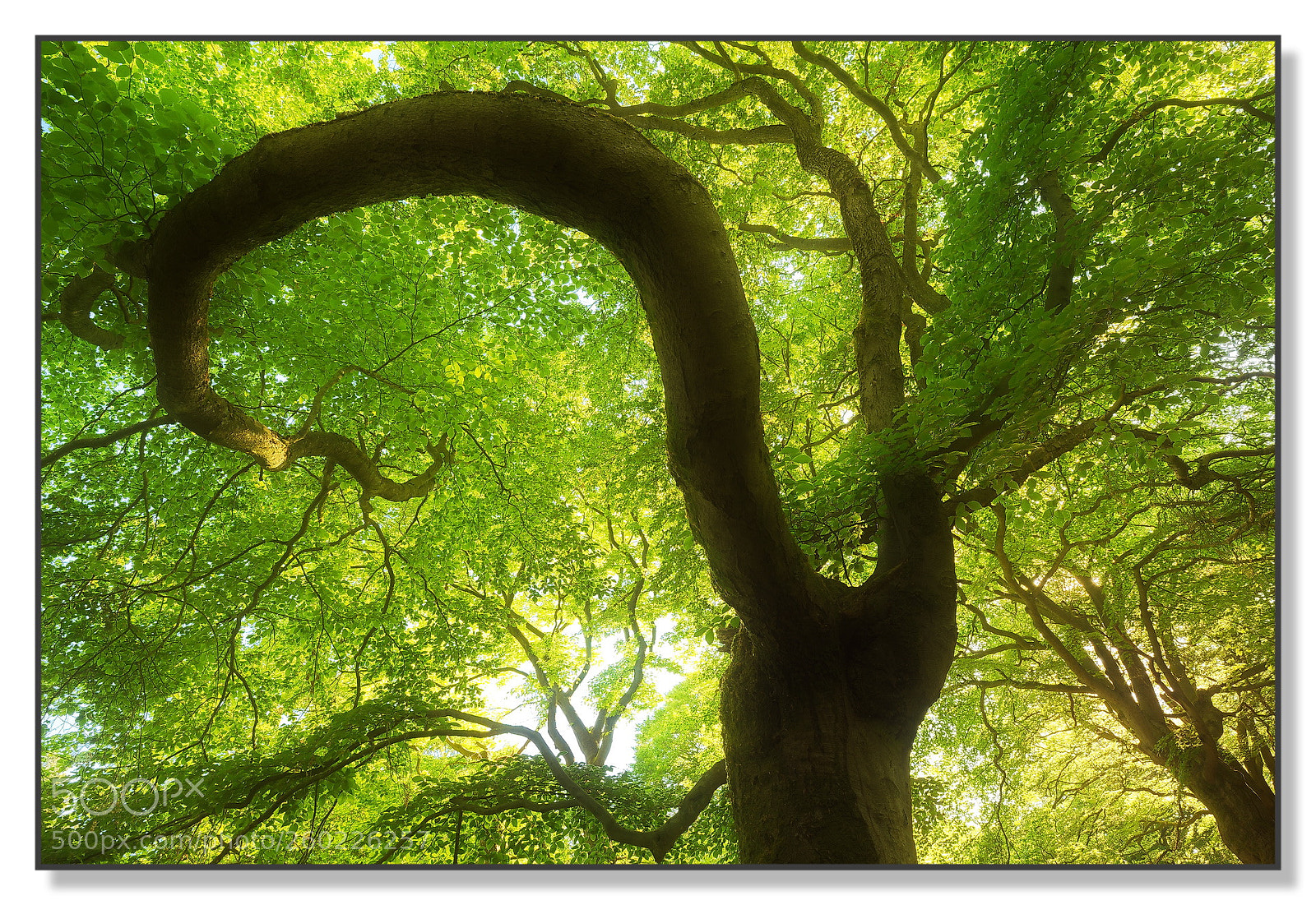 Nikon D750 sample photo. Beech tree.jpg photography
