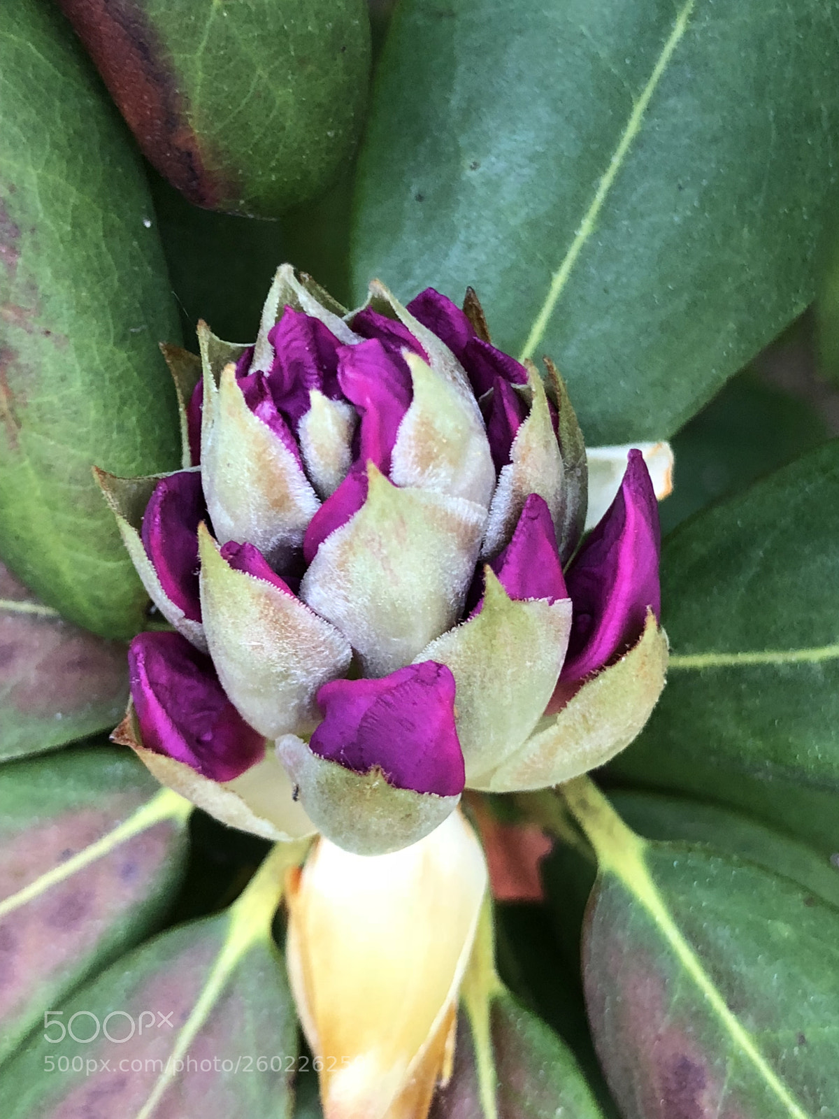 Apple iPhone 8 Plus sample photo. Rhododendron in bloom photography