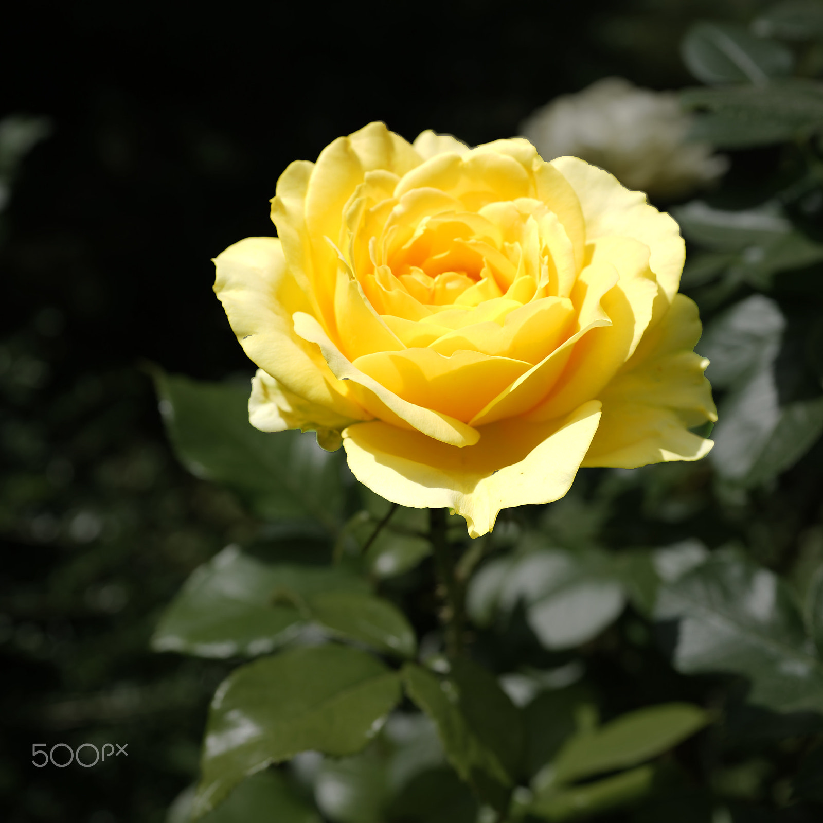 Sony Cyber-shot DSC-RX1 sample photo. Yellow rose photography