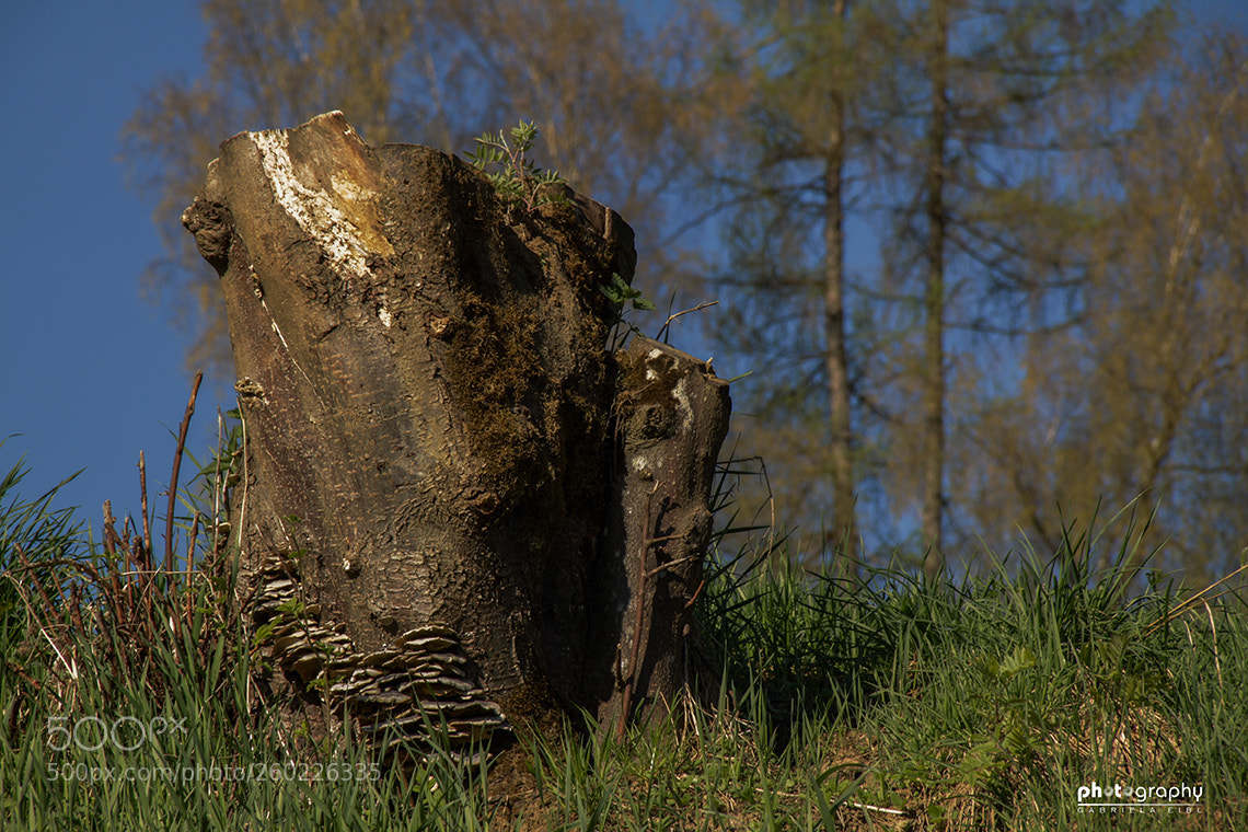 Canon EOS 500D (EOS Rebel T1i / EOS Kiss X3) sample photo. Pilze photography