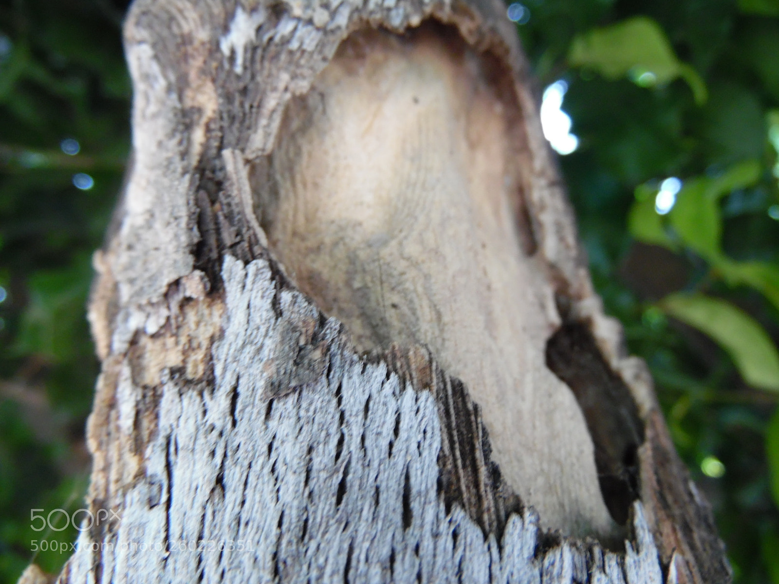 Samsung WB1100F/WB1101F/WB1102F sample photo. The forms of nature photography