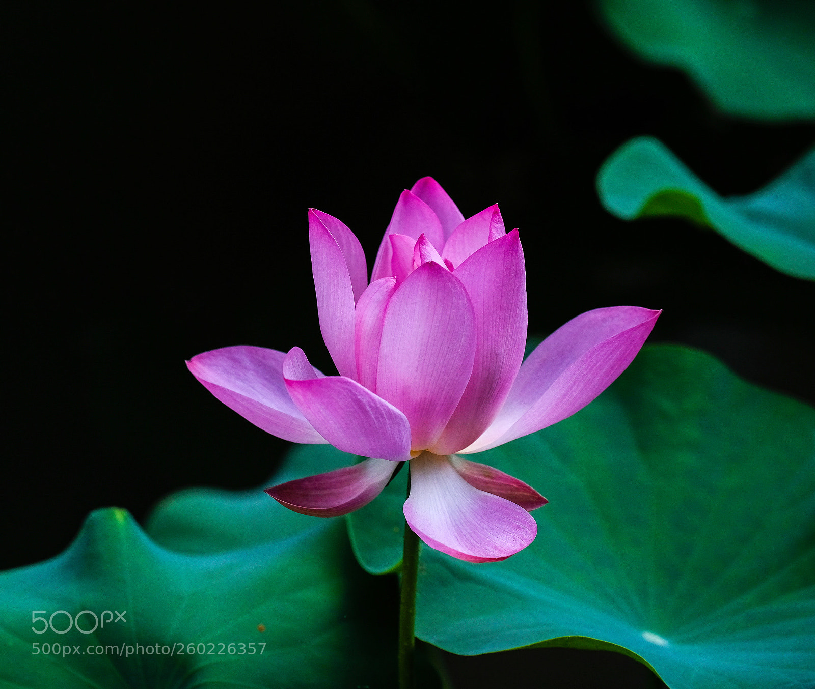 Fujifilm X-H1 sample photo. Indian lotus photography