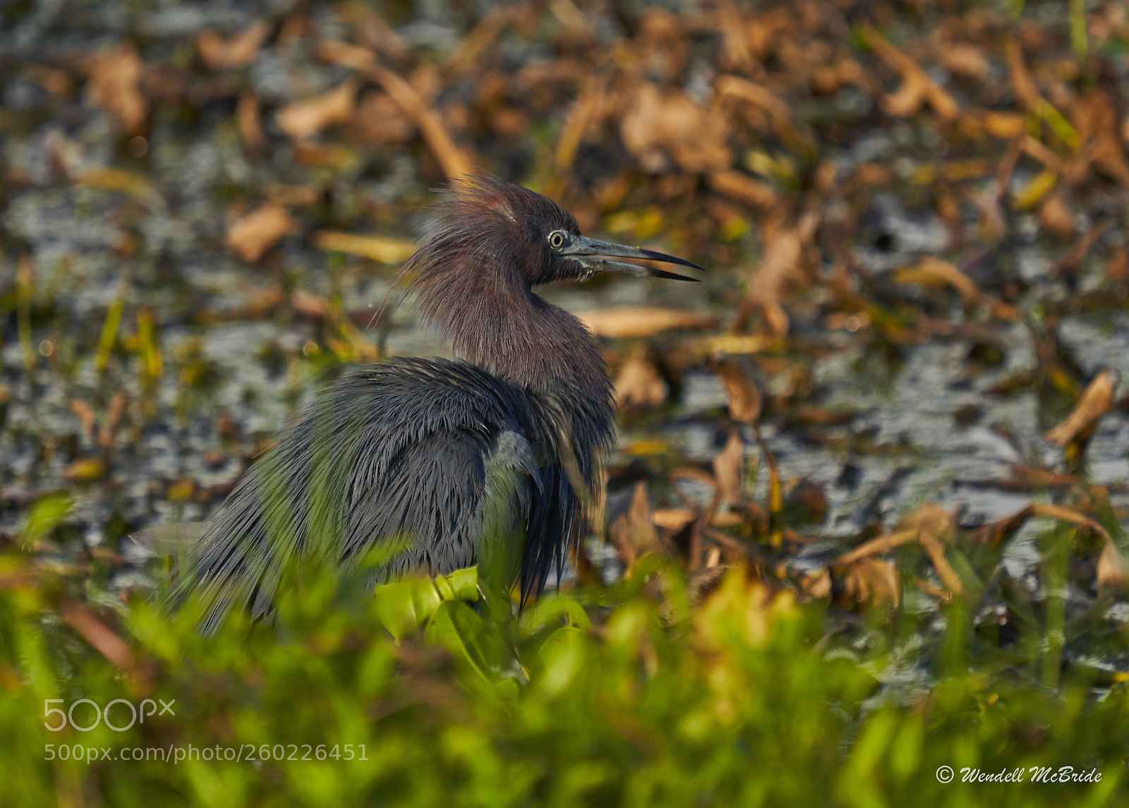 Sony a7R III sample photo. Little blue heron displays photography