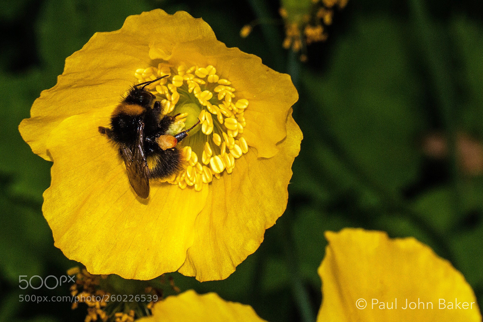 Canon EOS 70D sample photo. Oh bee-have photography