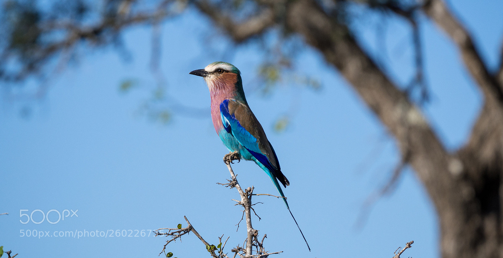 Olympus OM-D E-M10 II sample photo. Lilac-breasted roller photography