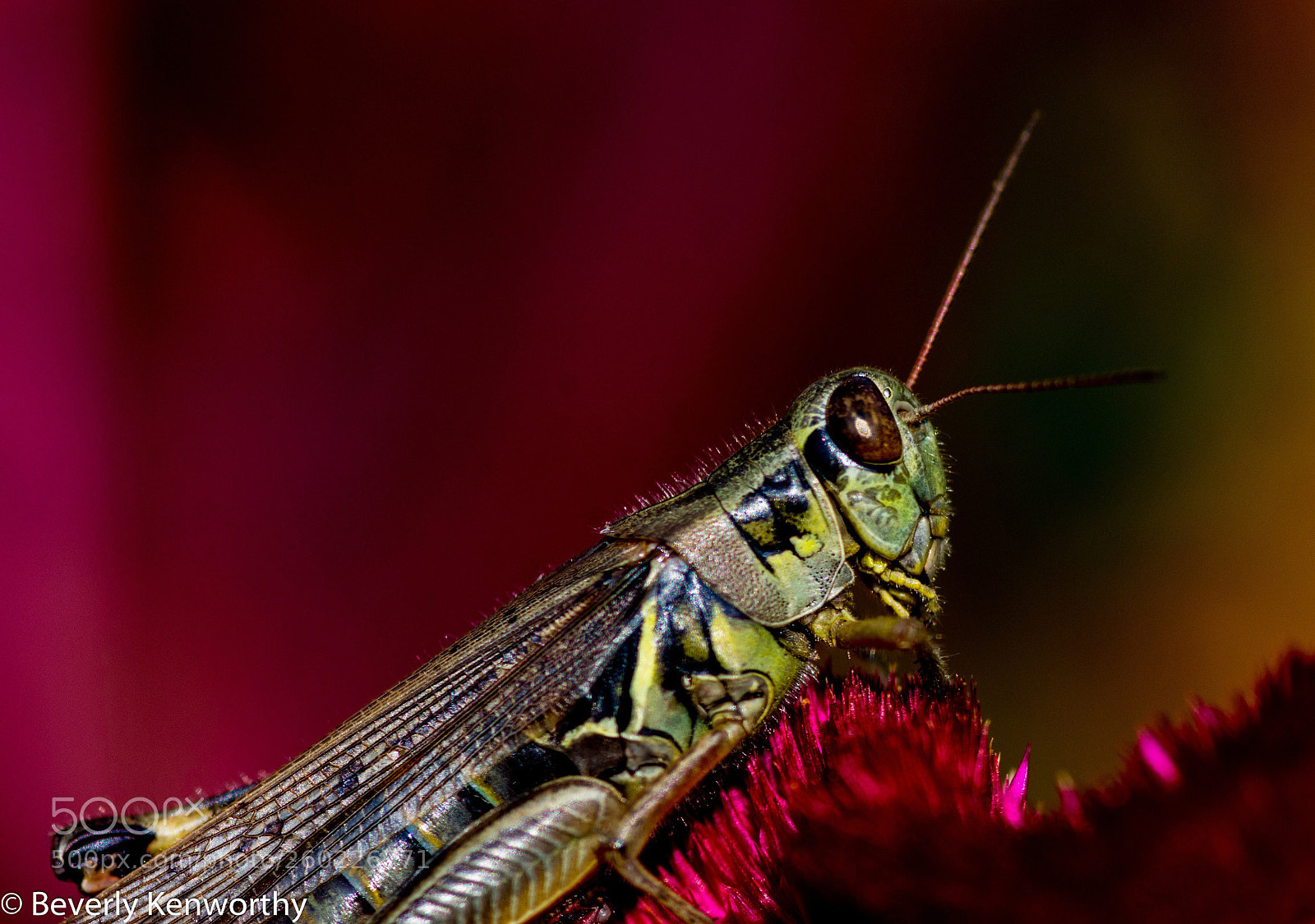 Nikon D7200 sample photo. Grasshopper photography