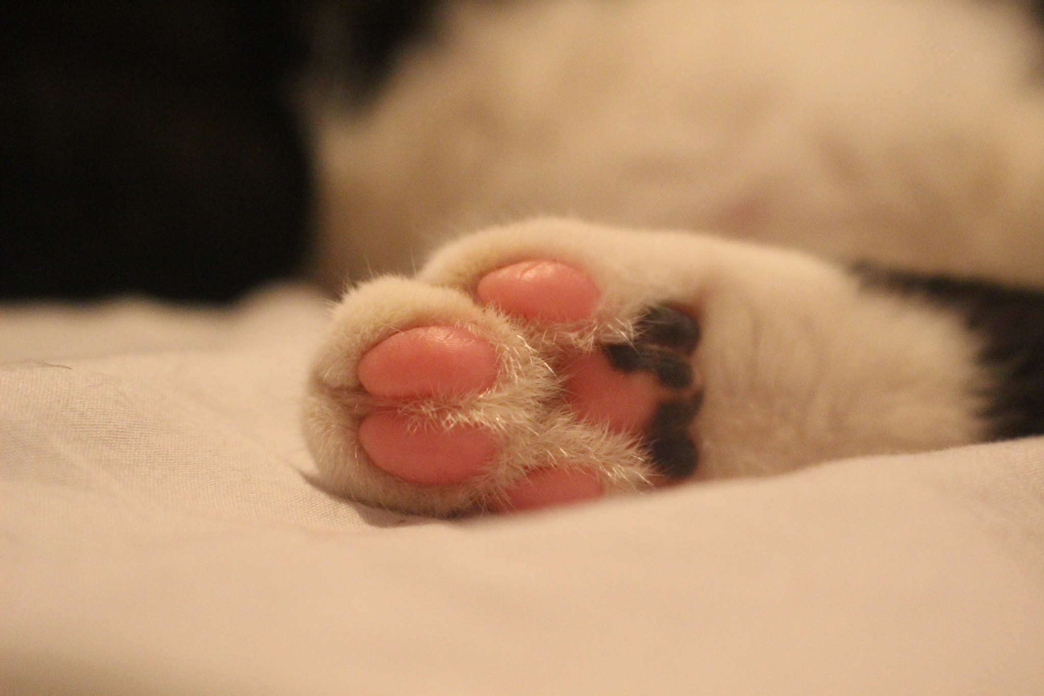 Canon EOS 100D (EOS Rebel SL1 / EOS Kiss X7) sample photo. Cat's foot photography