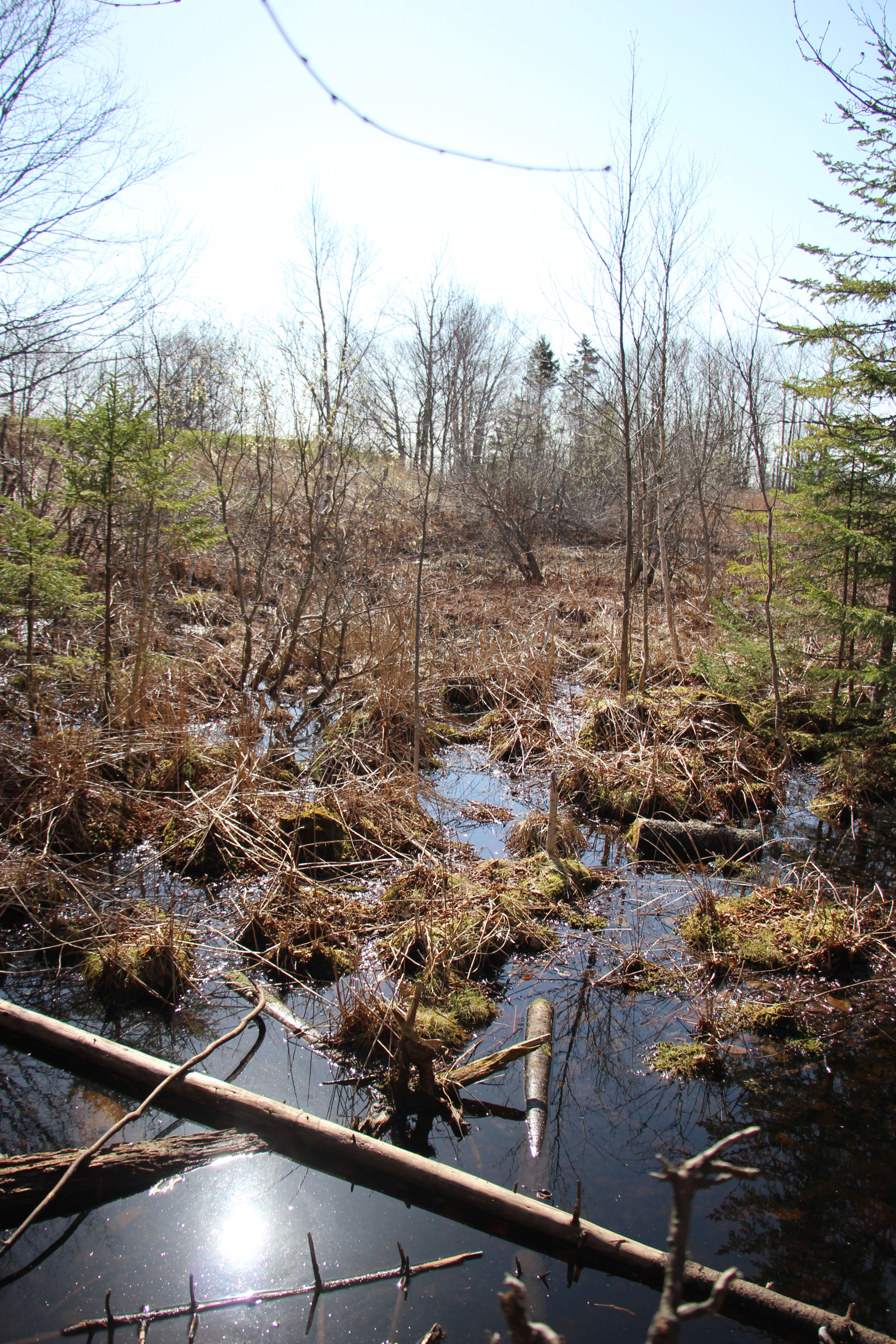 Canon EOS 600D (Rebel EOS T3i / EOS Kiss X5) sample photo. Swamp photography