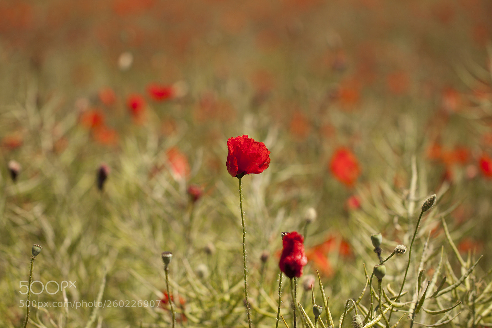 Canon EOS 500D (EOS Rebel T1i / EOS Kiss X3) sample photo. Poppy photography