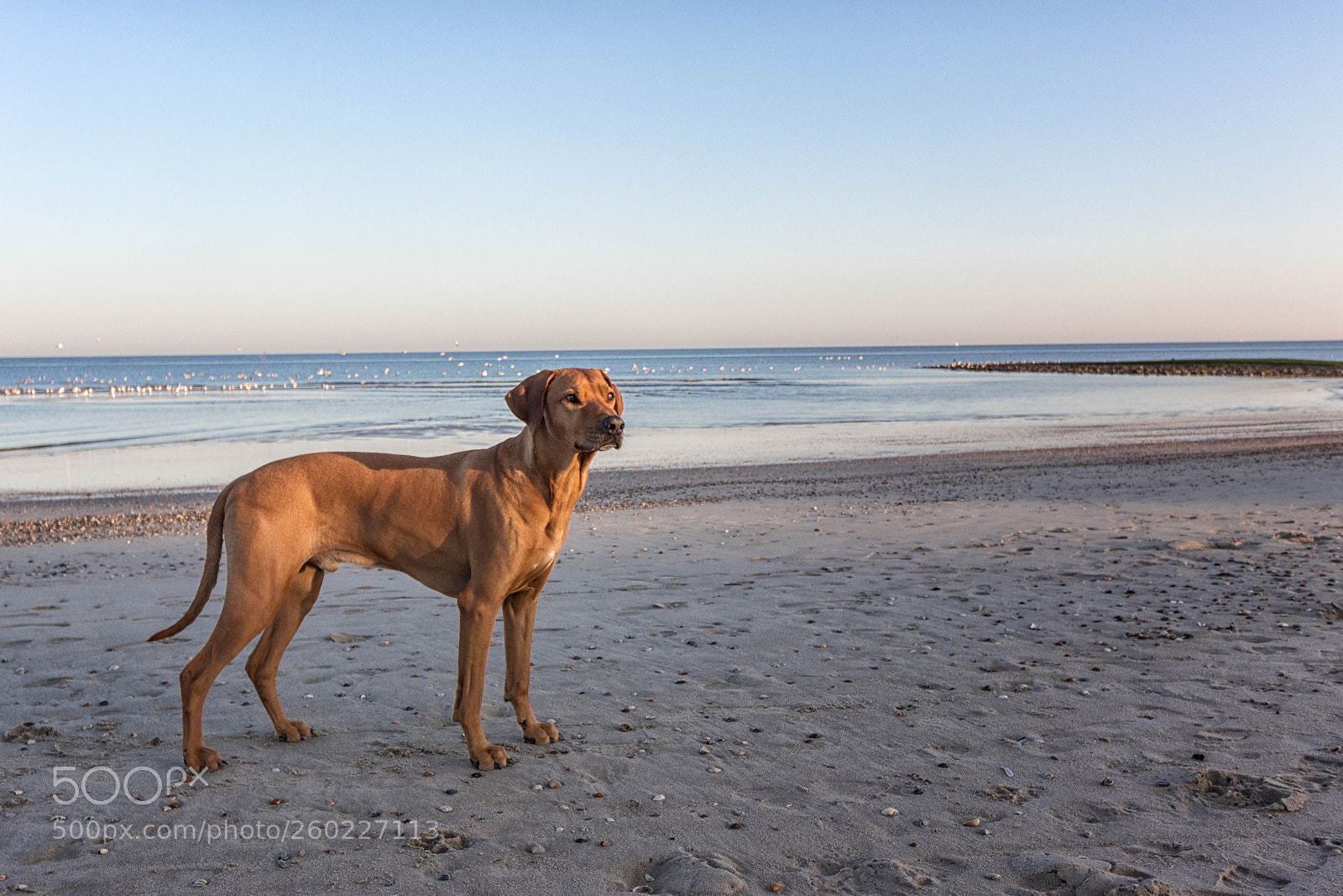 Canon EOS 80D sample photo. Rhodesian ridgeback meets beach photography