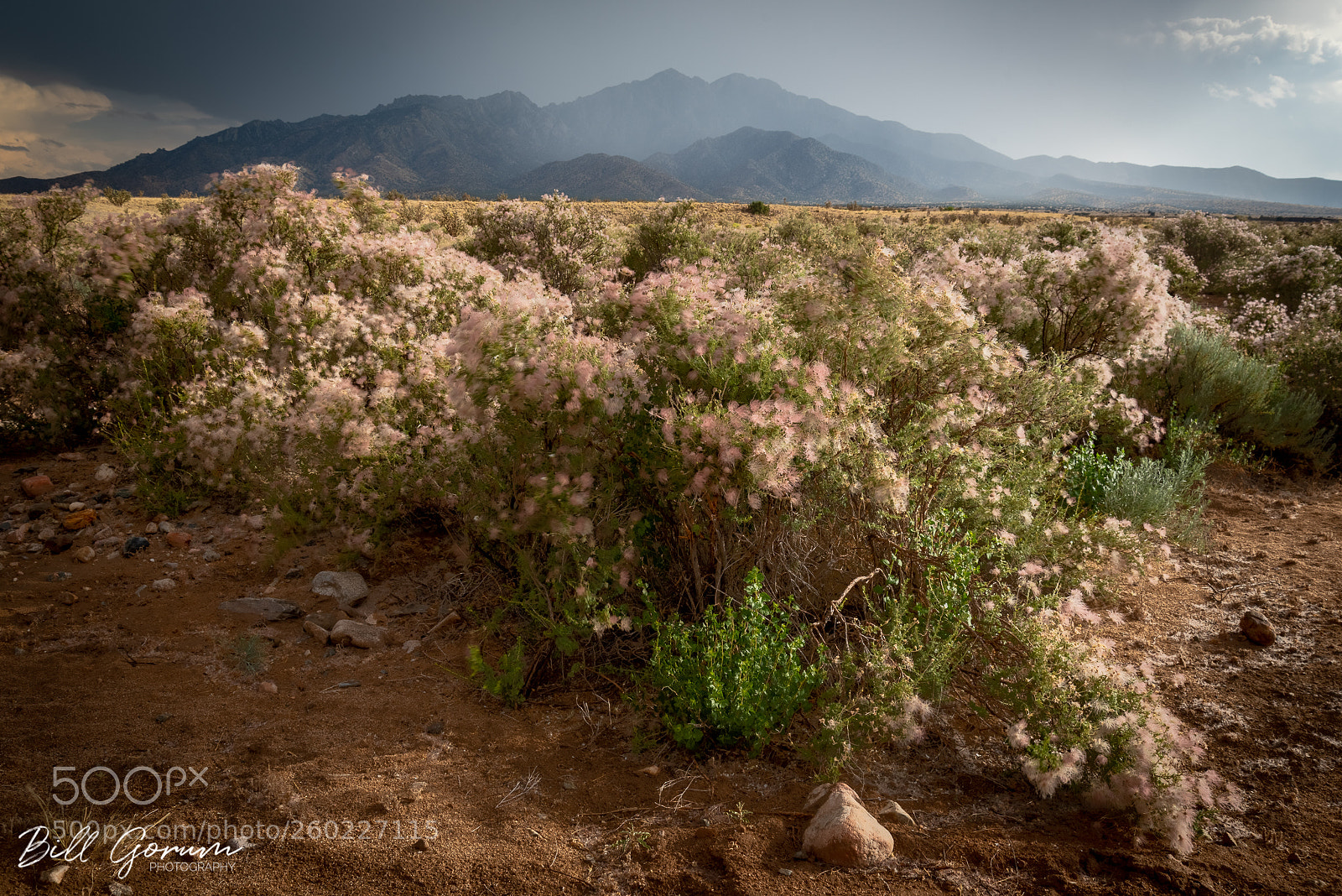 Nikon D750 sample photo. Apache plume photography