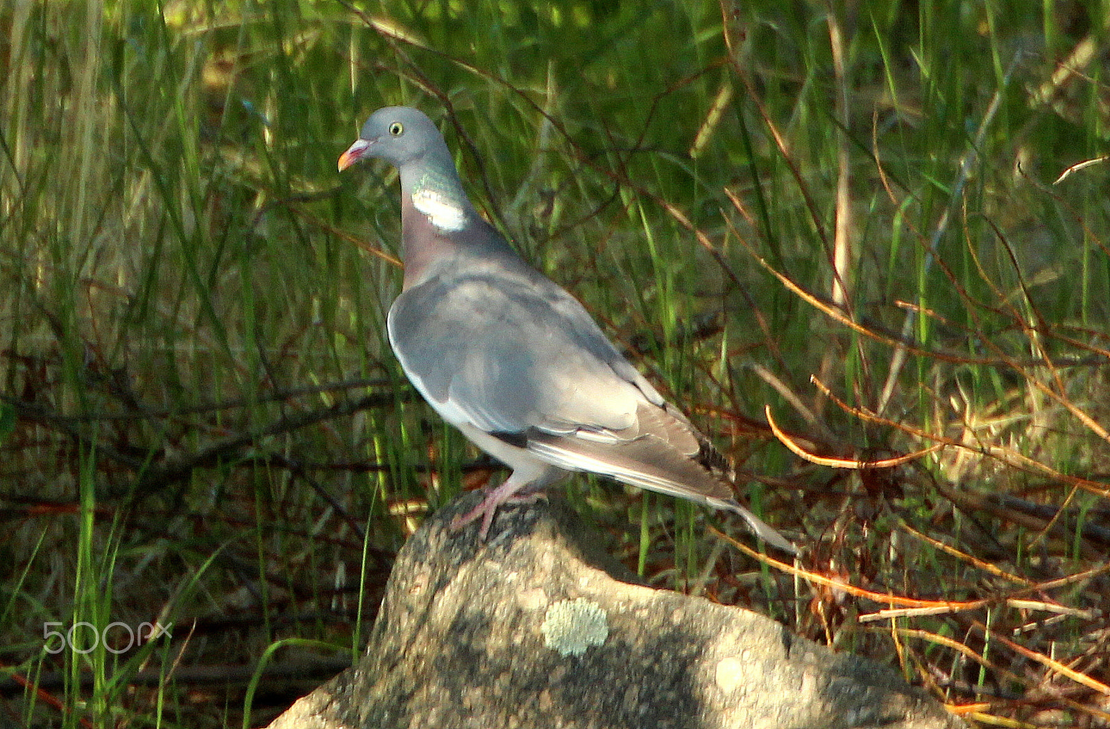 Canon EF 70-300mm F4.5-5.6 DO IS USM sample photo. The pigeon on the shore-stone... photography