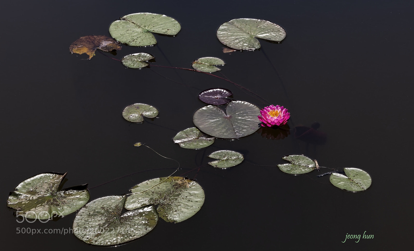 Canon EOS 5D Mark IV sample photo. Water lily photography