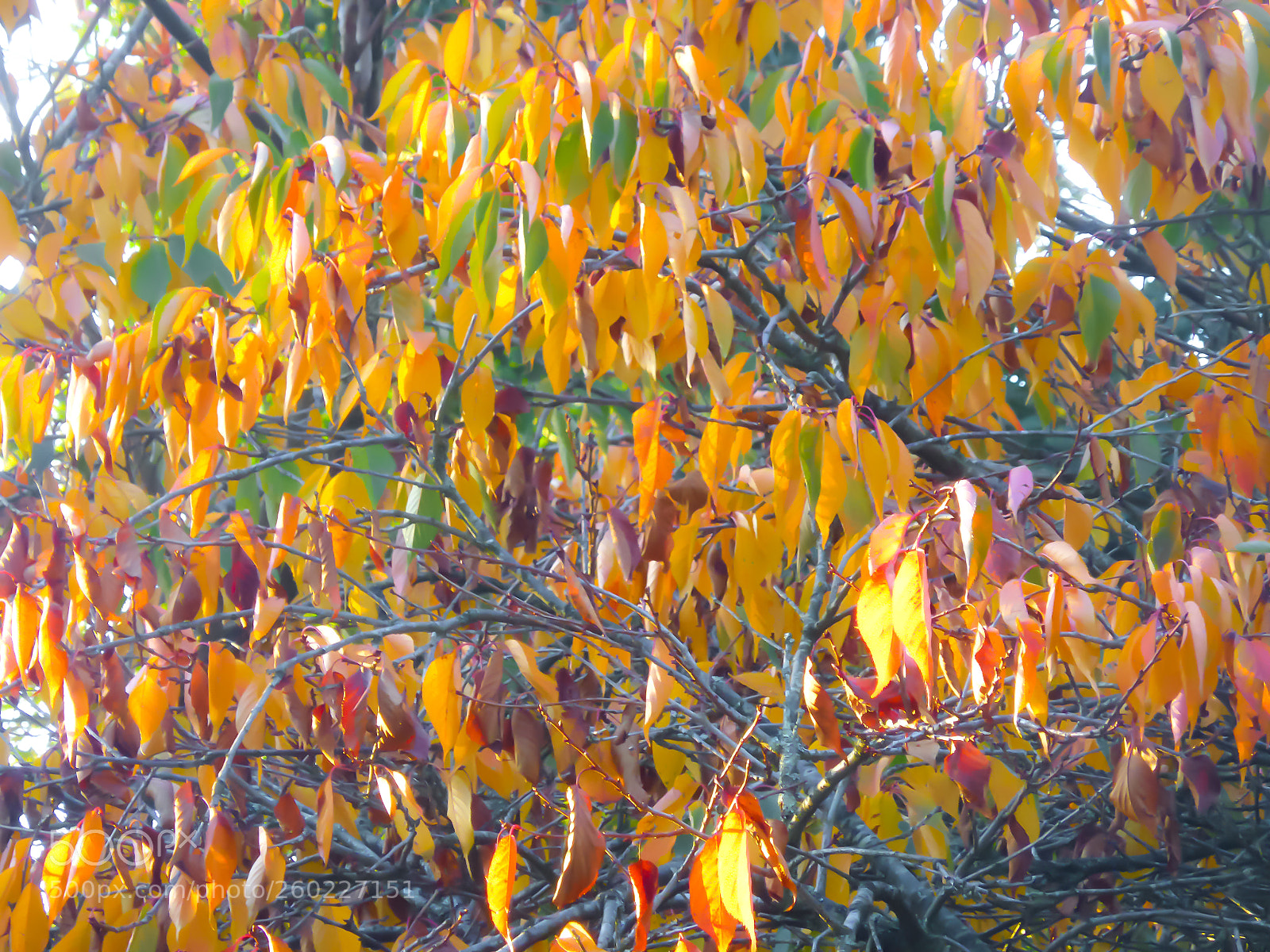 Panasonic Lumix DMC-ZS30 (Lumix DMC-TZ40) sample photo. Autumn show 3 photography