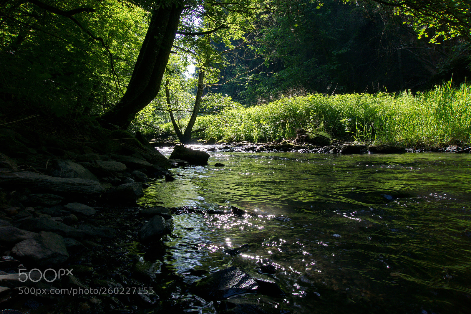 Sony a6000 sample photo. Creek, forest and reflecting photography
