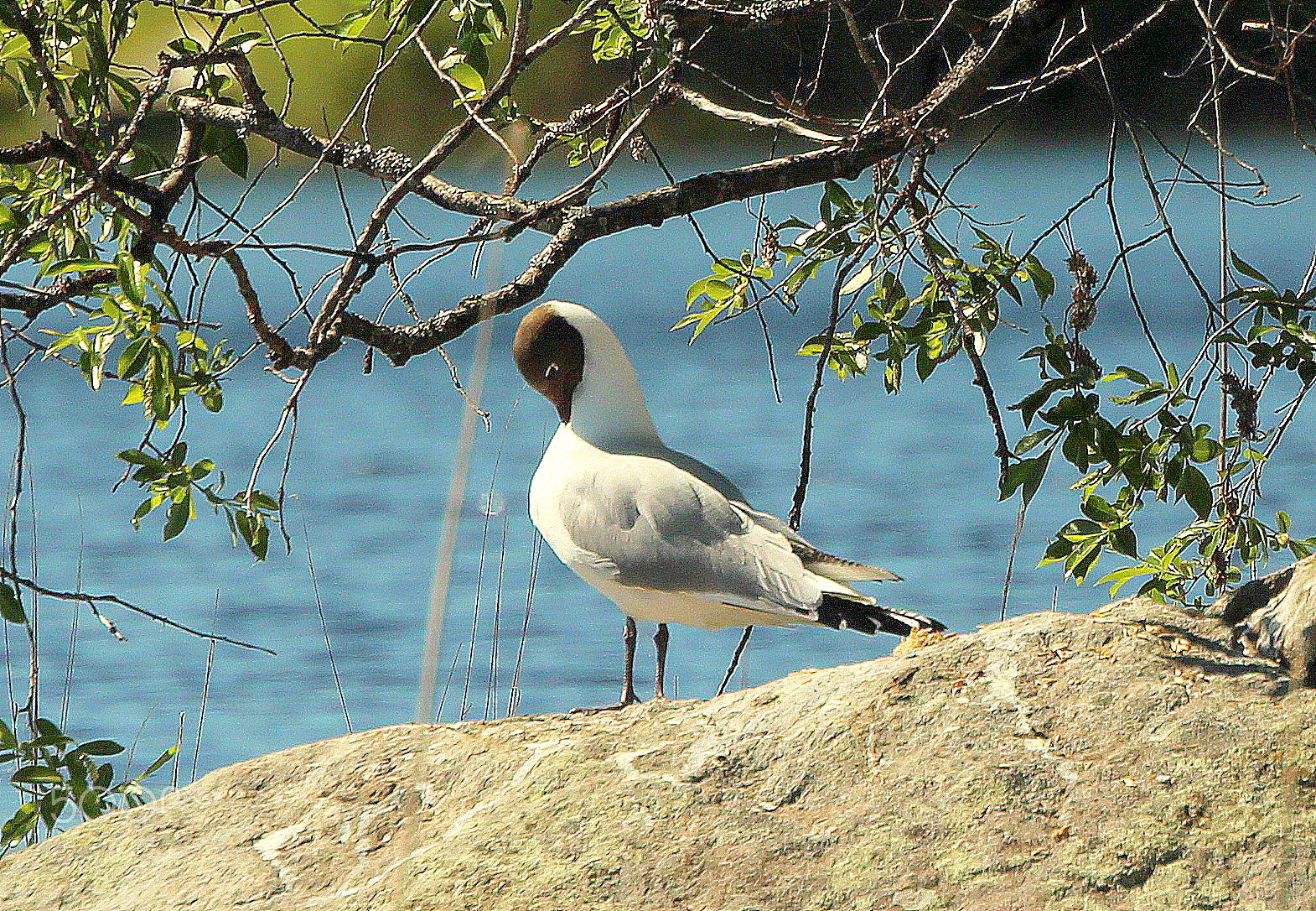 Canon EOS 700D (EOS Rebel T5i / EOS Kiss X7i) sample photo. The seagull photography
