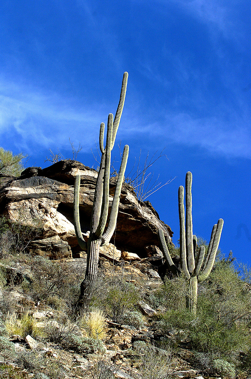 Nikon D2H sample photo. Saguaros in sabino canyon photography