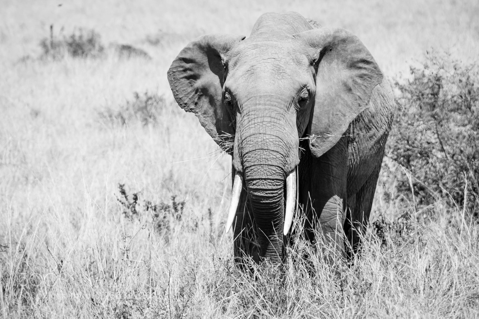 Nikon D5300 sample photo. Young elephant photography