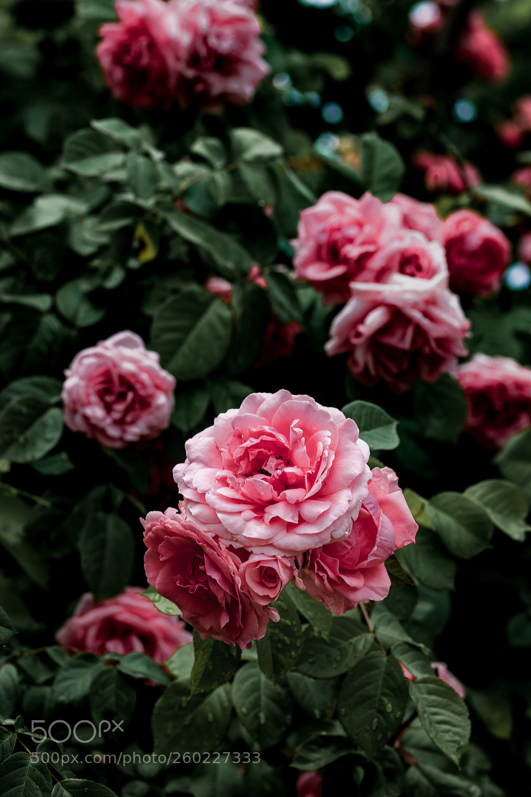 Canon EOS 550D (EOS Rebel T2i / EOS Kiss X4) sample photo. Flower photography