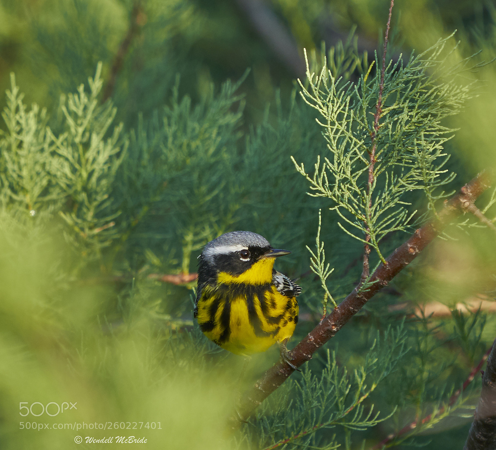 Sony a7R III sample photo. Magnolia warbler photography