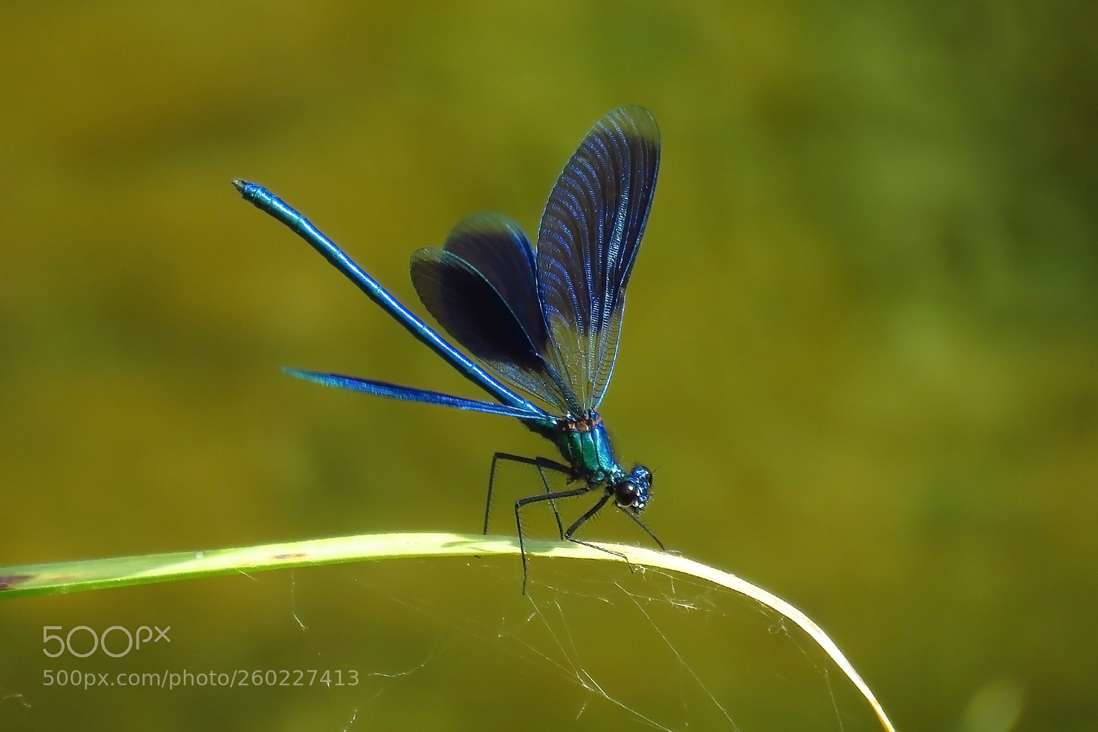 Canon PowerShot SX60 HS sample photo. Calopteryx splendens photography