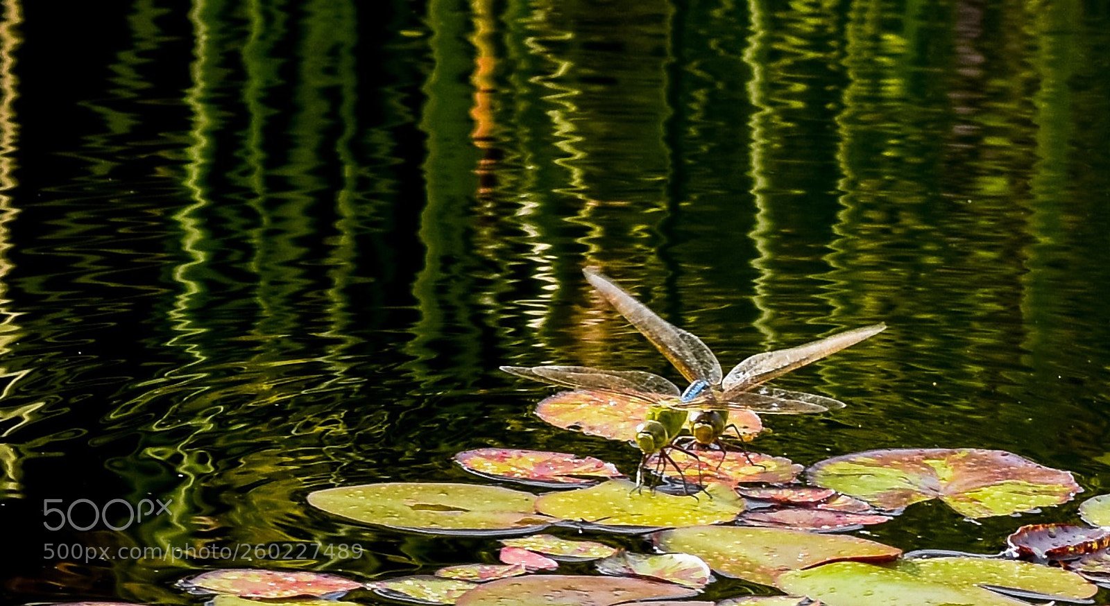Nikon D7200 sample photo. Dragonflies photography