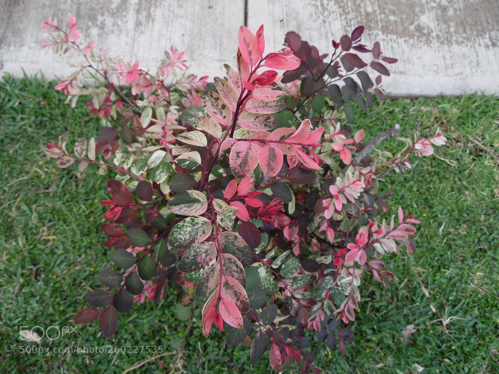 Samsung WB1100F/WB1101F/WB1102F sample photo. Open shrub photography