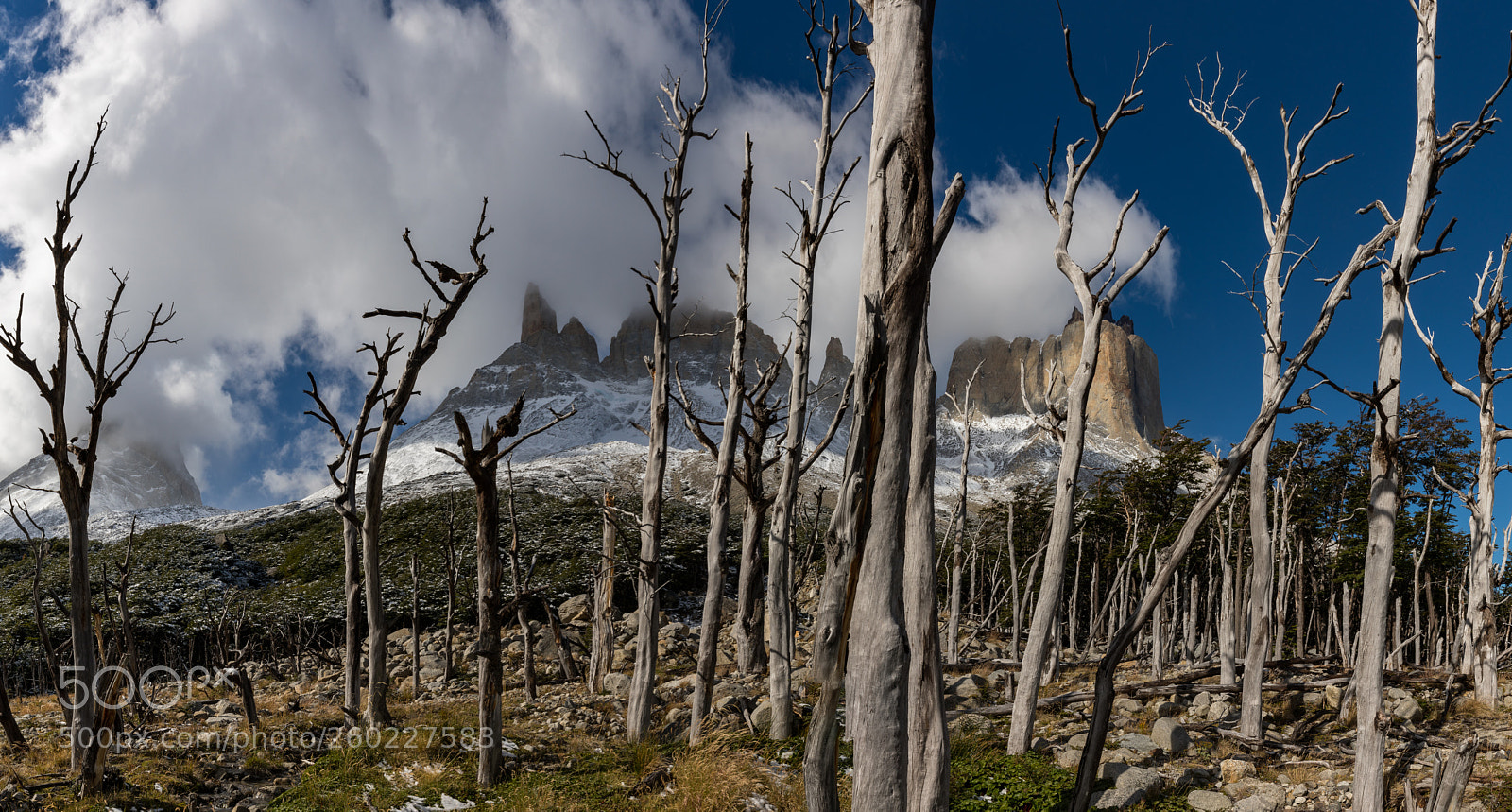 Canon EOS 5D Mark IV sample photo. Los cuernos forest photography