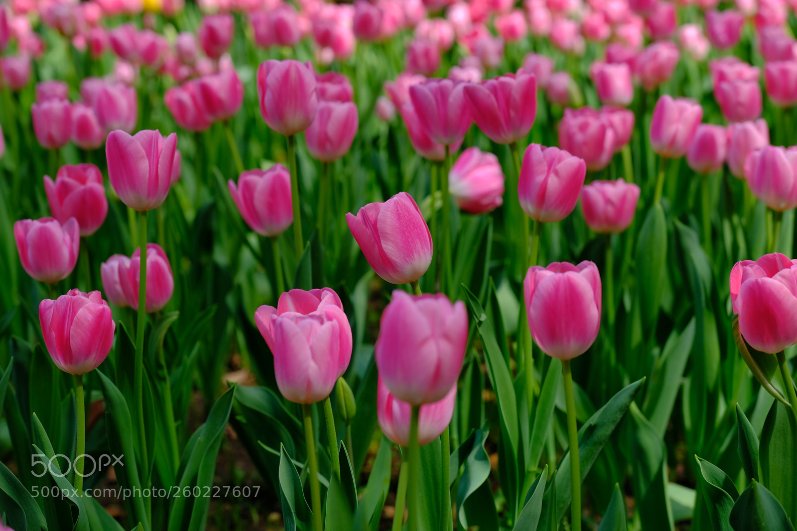 Fujifilm X-T2 sample photo. Pink photography